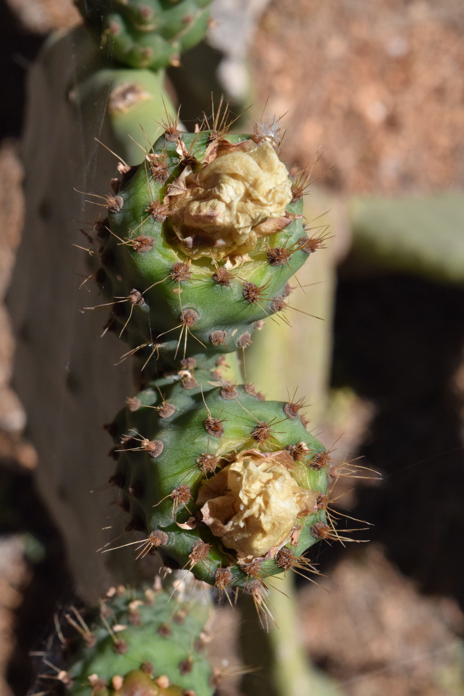 Nikon D3300 sample photo. Cactus, prickly pear, cactus photography