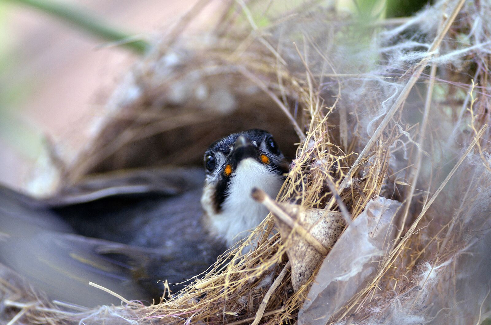 Nikon D7000 sample photo. Wildlife, bird, nest photography