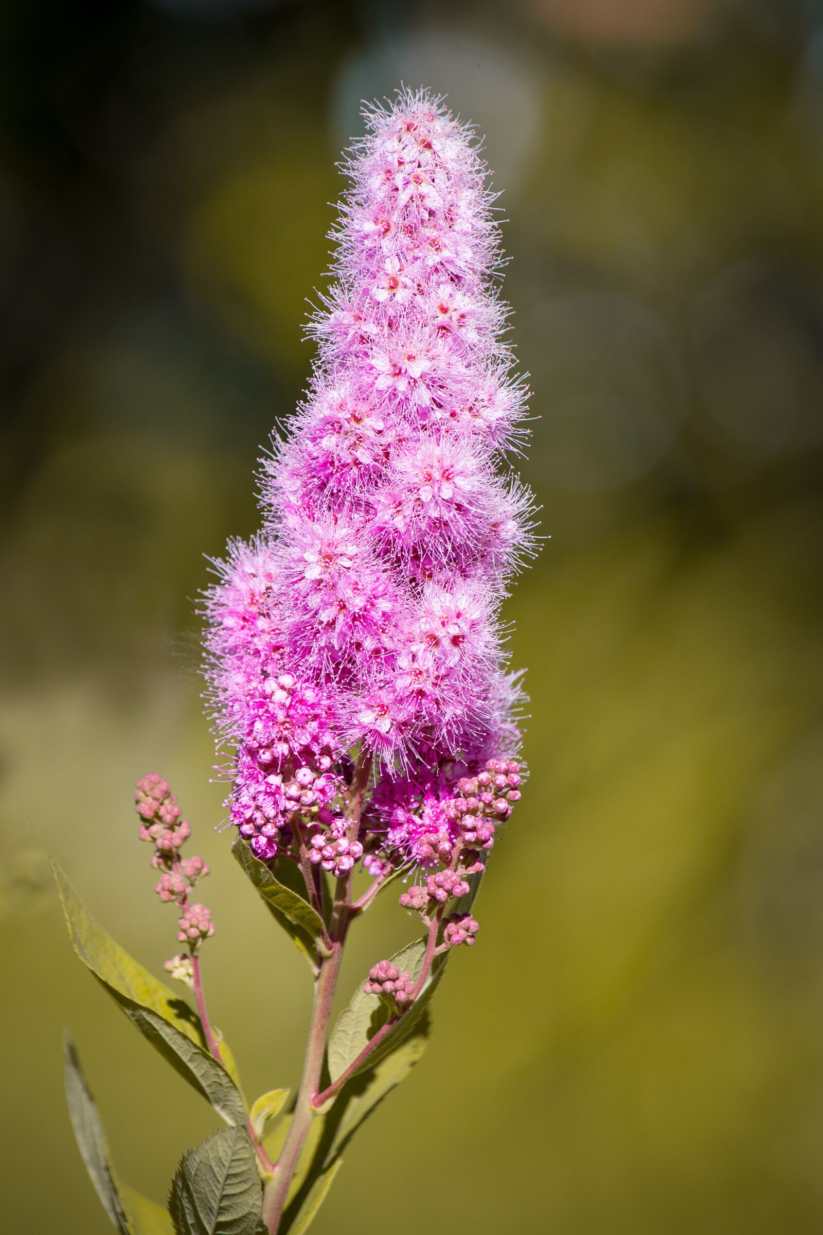 Nikon D7100 sample photo. Piston spiere, bush, ornamental photography
