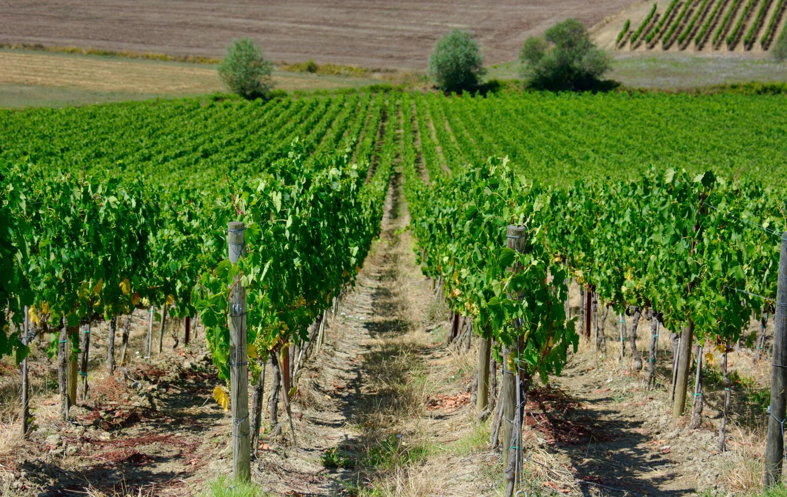 Nikon D7100 sample photo. Wijnveld, vine, grape photography