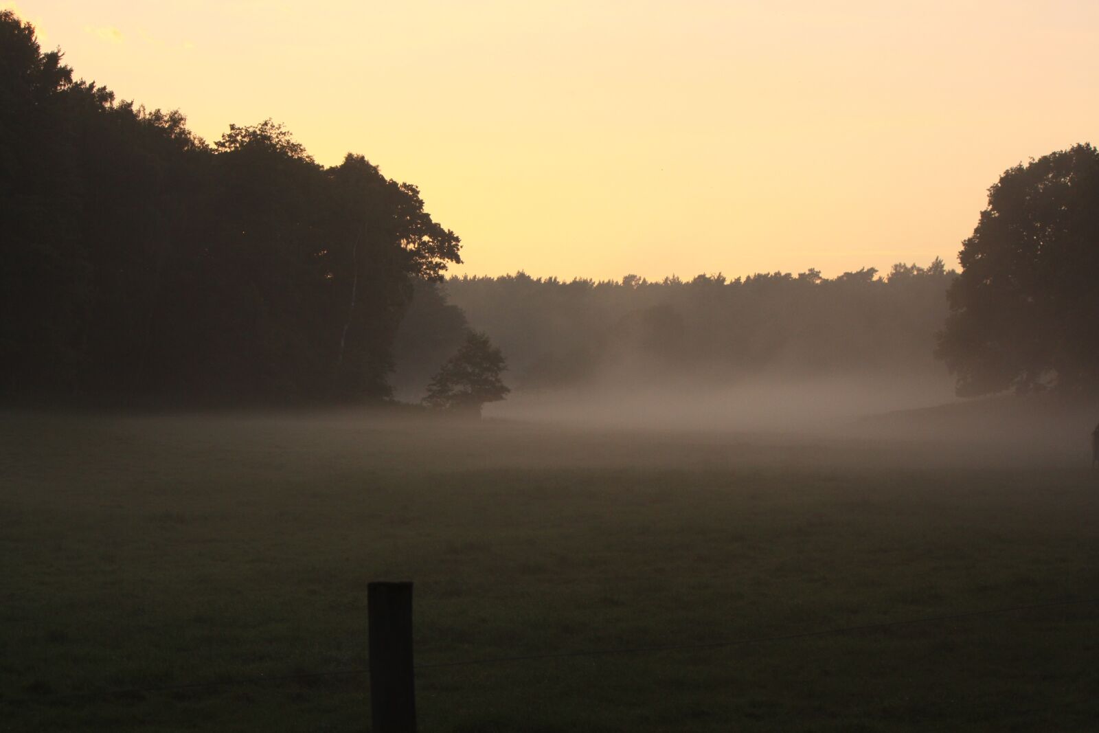 Canon EOS 50D sample photo. Foog, trees, late summer photography