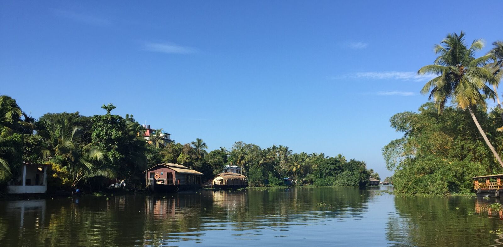 Apple iPhone 6 sample photo. Water, nature, tree photography