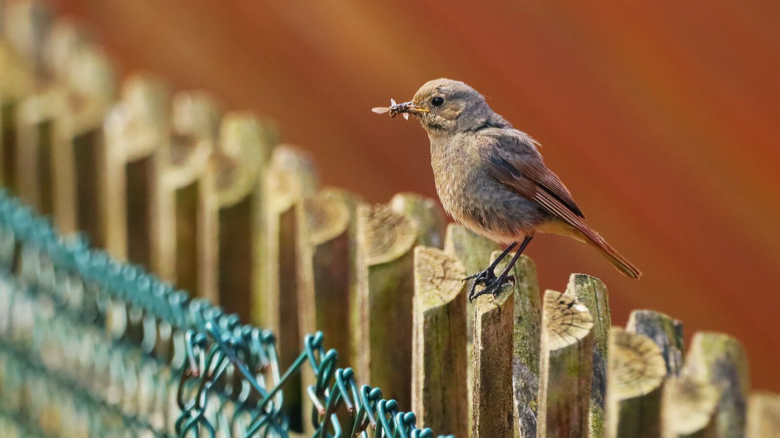 150-600mm F5-6.3 DG OS HSM | Contemporary 015 sample photo. Bird, sparrow, garden photography