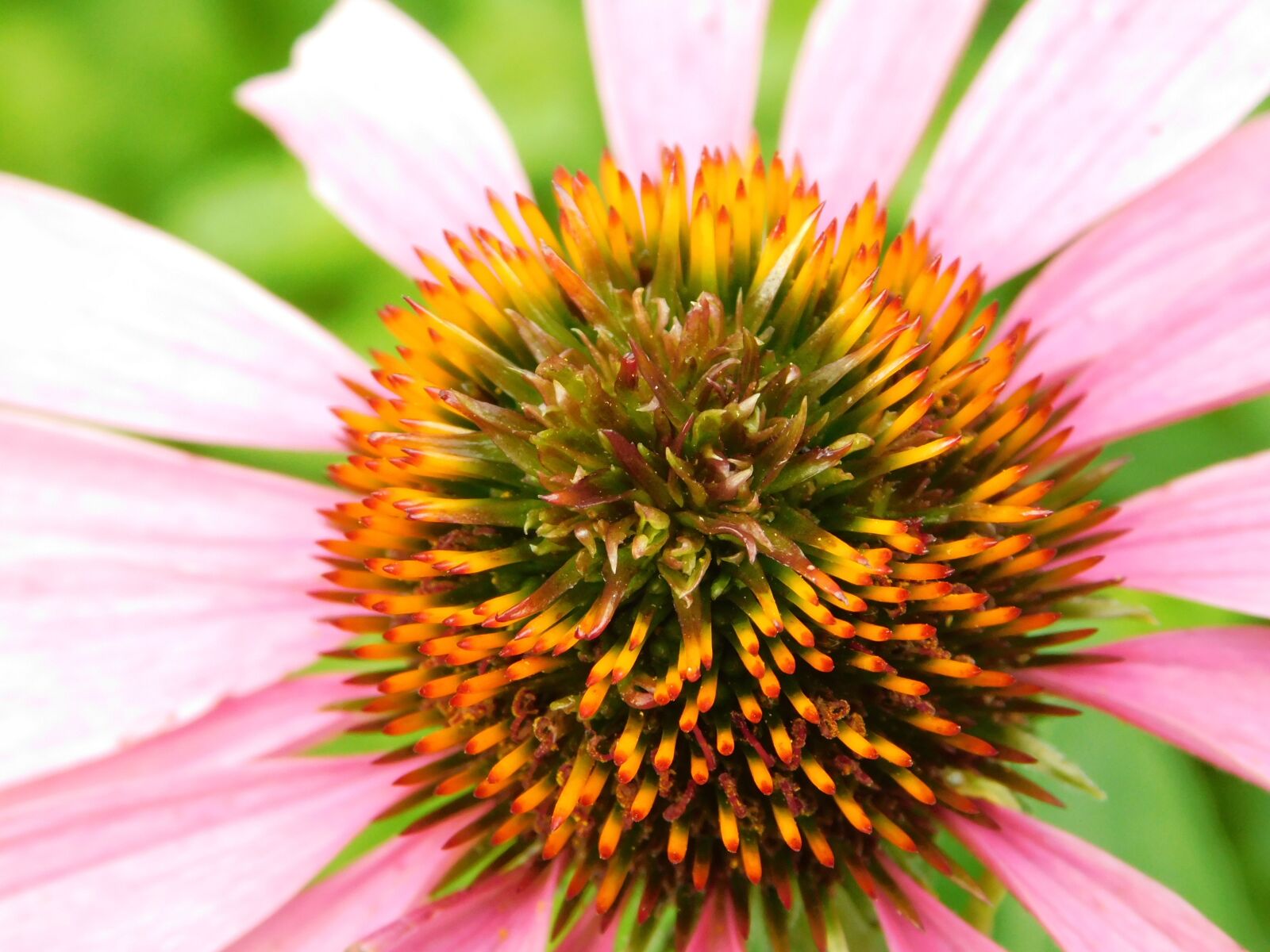 Nikon Coolpix B500 sample photo. Nature, flower, flora photography