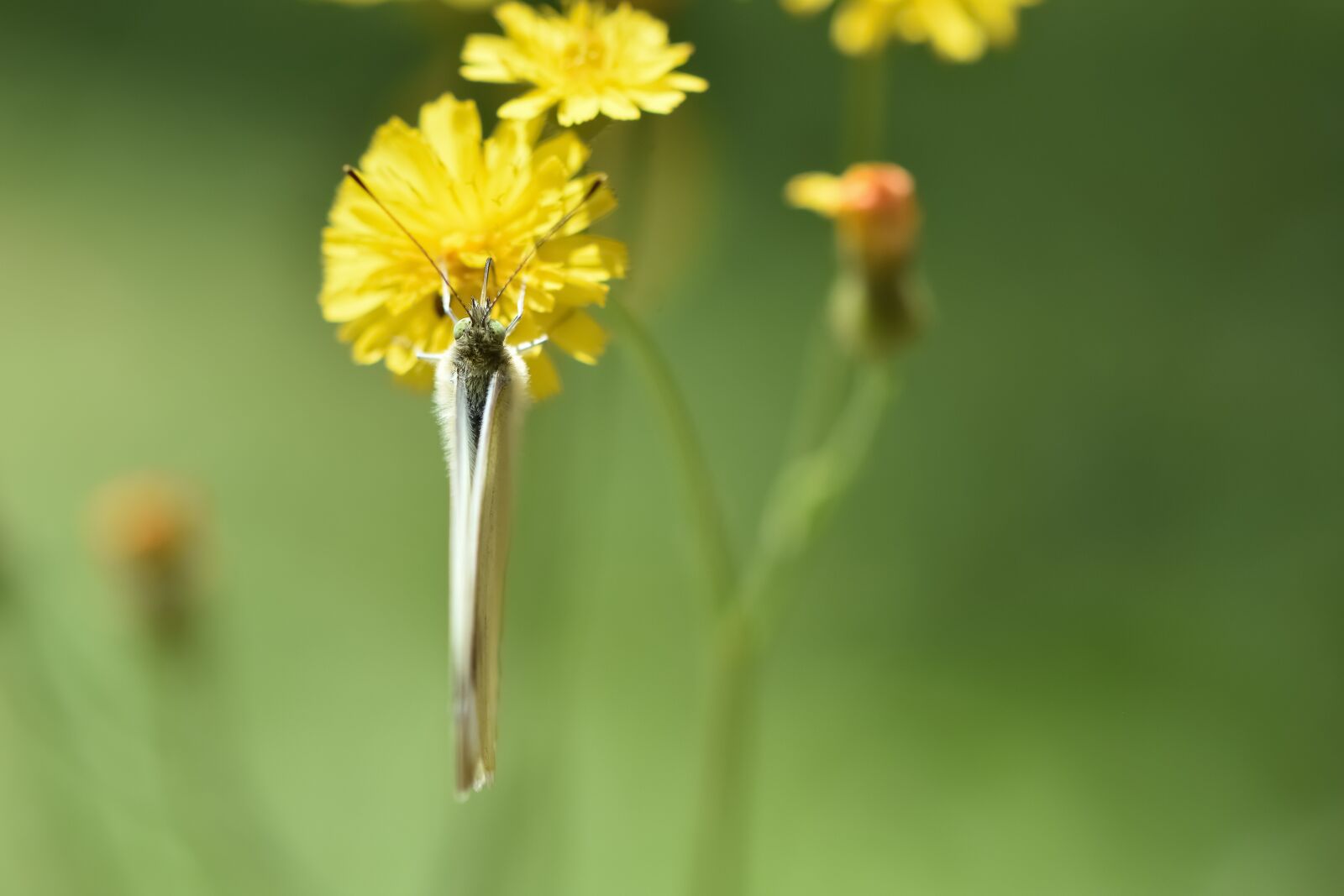 Nikon D7200 sample photo. Butterfly, summer flower, nature photography