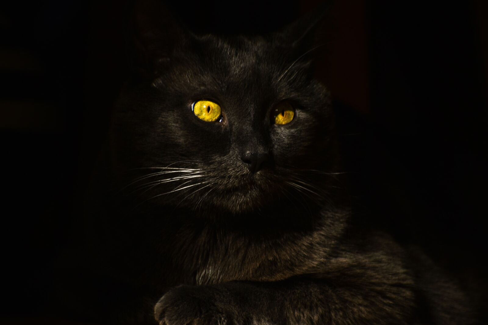 Nikon D3400 sample photo. Cat, eyes, dark photography