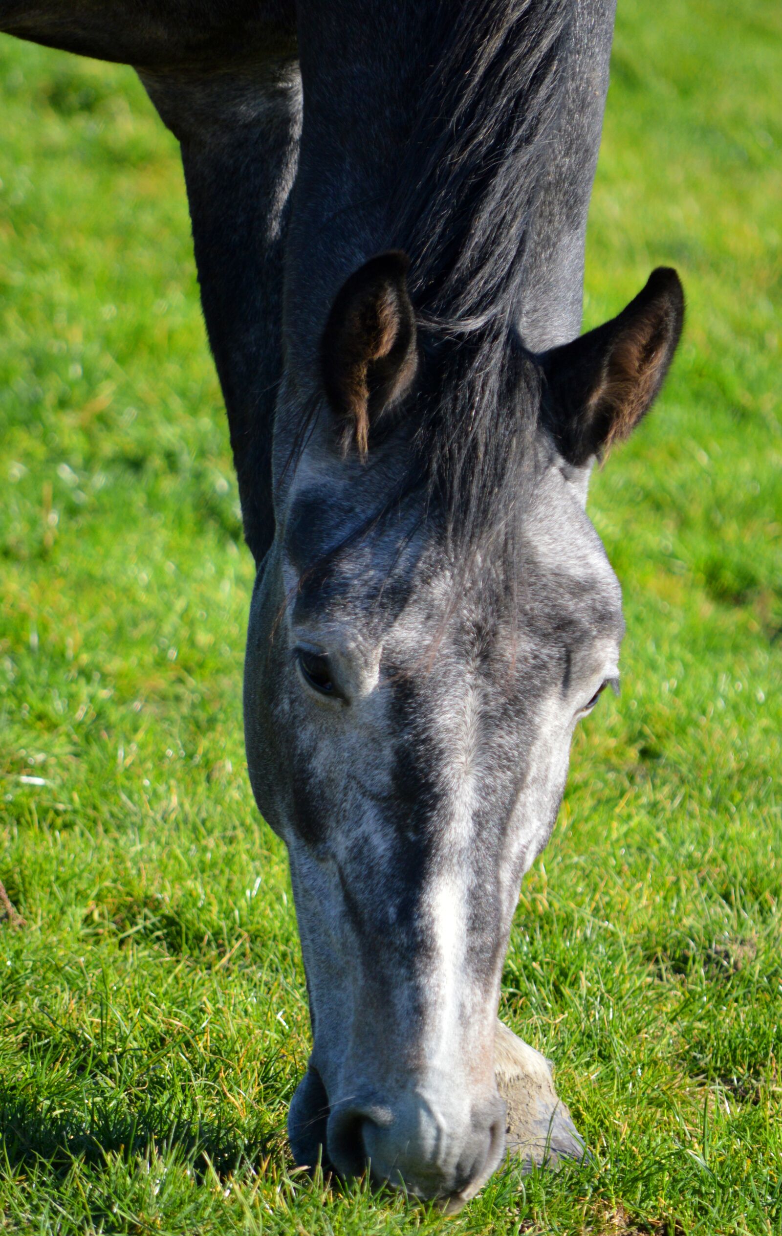 Nikon D3200 sample photo. Horse, horse head, pasture photography