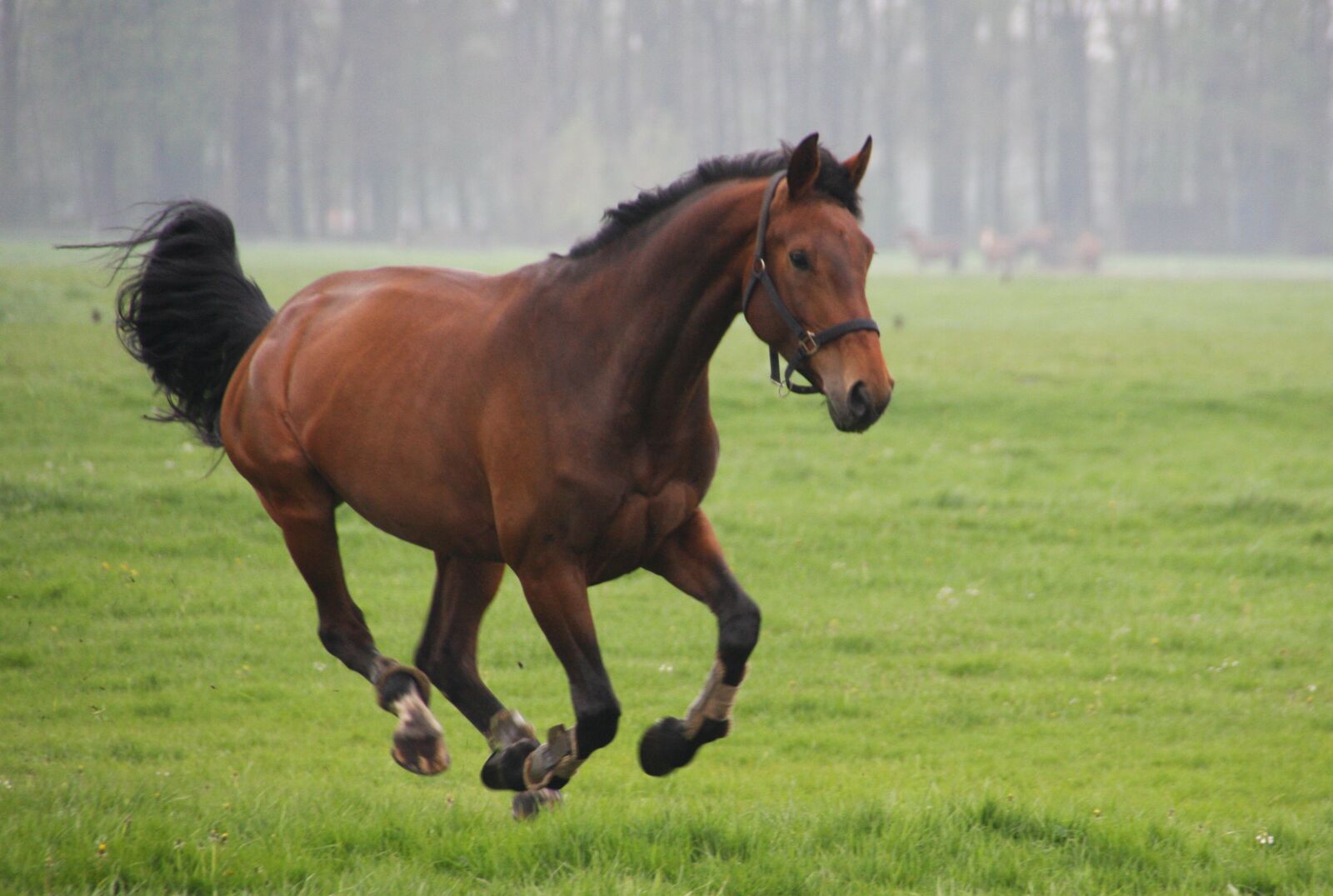 Canon EOS 40D sample photo. Horses, whey, gallop photography