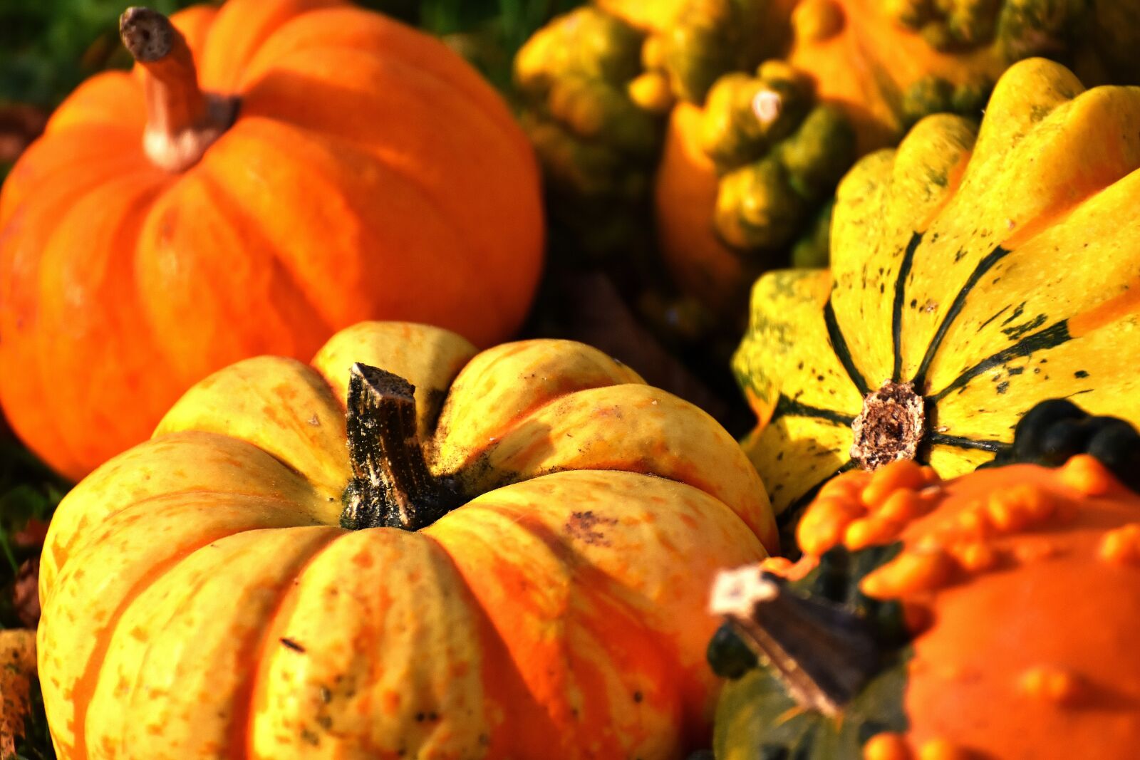 Nikon D7200 sample photo. Pumpkins, colorful, autumn photography