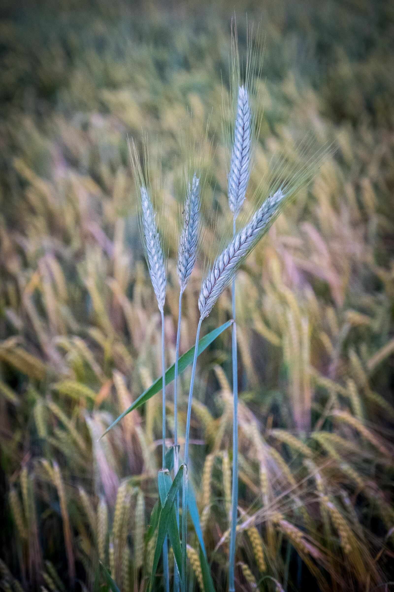 Fujifilm X-T2 sample photo. Barley, wheat, meadow photography