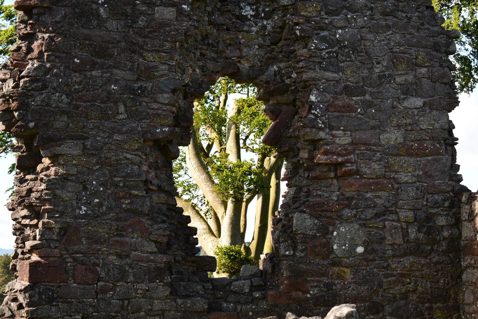 Nikon D7500 sample photo. Wall, tree, scotland photography