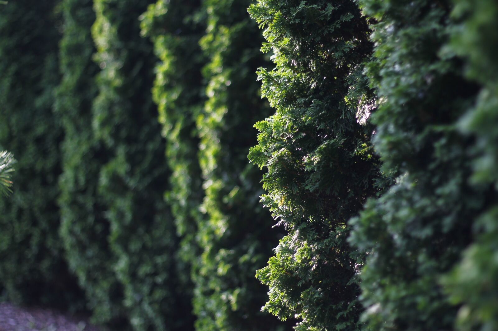 Canon EOS 1100D (EOS Rebel T3 / EOS Kiss X50) + Canon EF 50mm F1.8 II sample photo. Hedge, evergreen, garden photography