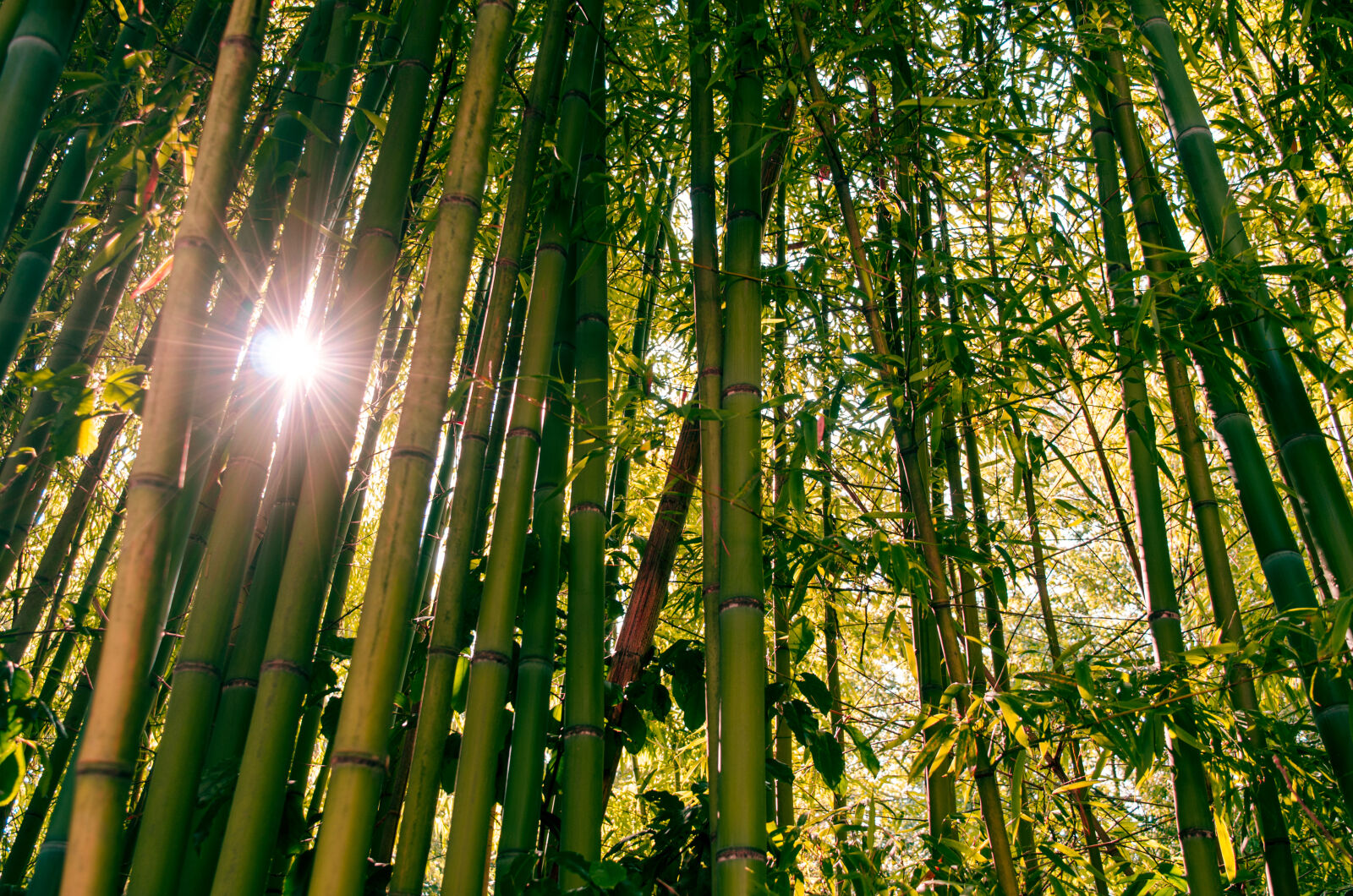 Nikon D7000 + Nikon AF-S DX Nikkor 18-55mm F3.5-5.6G VR II sample photo. Bamboo, bamboo, trees, forest photography