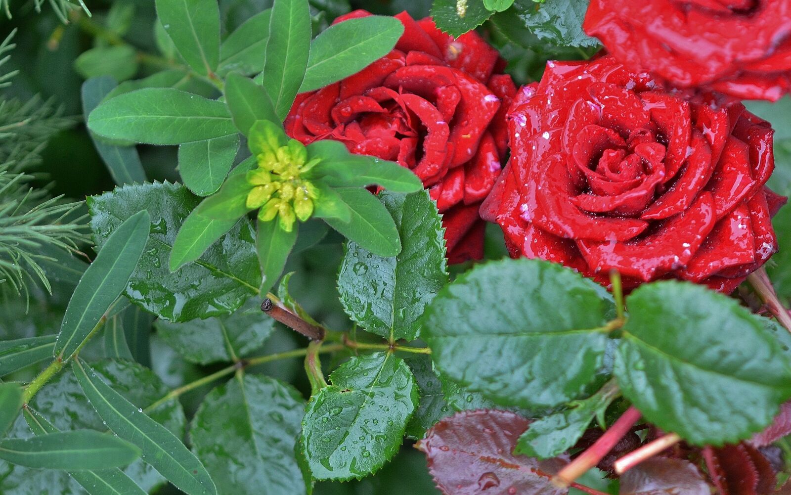 Nikon D7000 sample photo. Rose, flower, natur photography