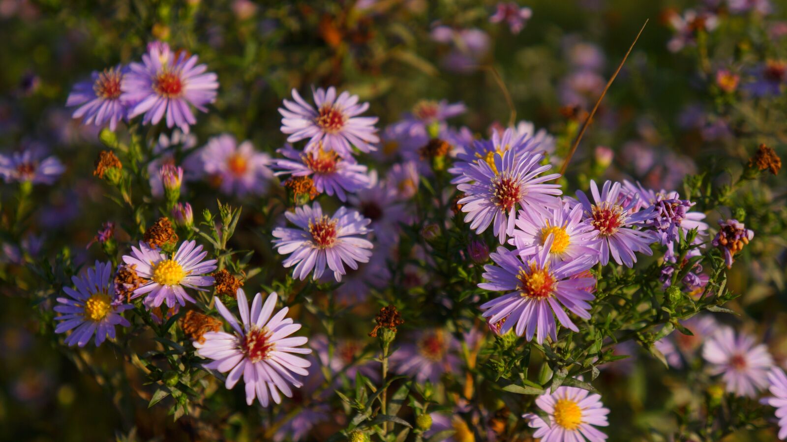 Sony Alpha a3000 + Sony E 18-55mm F3.5-5.6 OSS sample photo. Nature, plants, violet photography