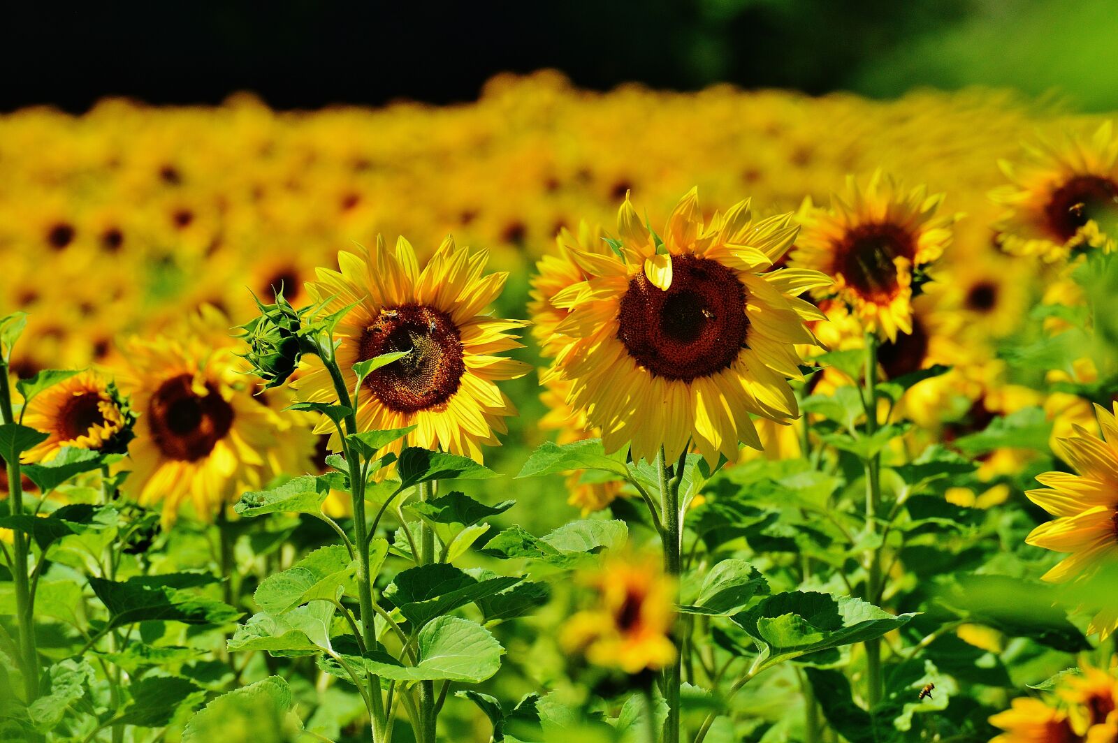 Nikon D3200 sample photo. Sunflower, bees, summer photography
