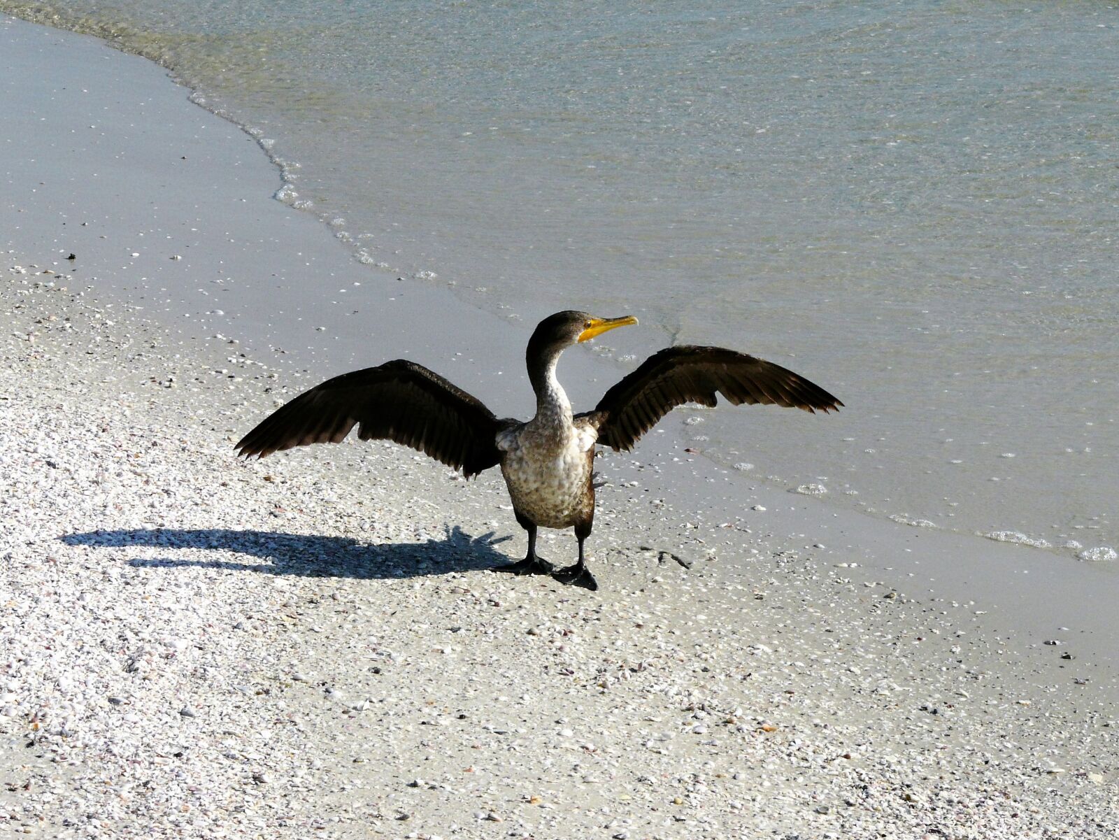 Panasonic DMC-FZ18 sample photo. Animals, beachfront, waterfowl photography