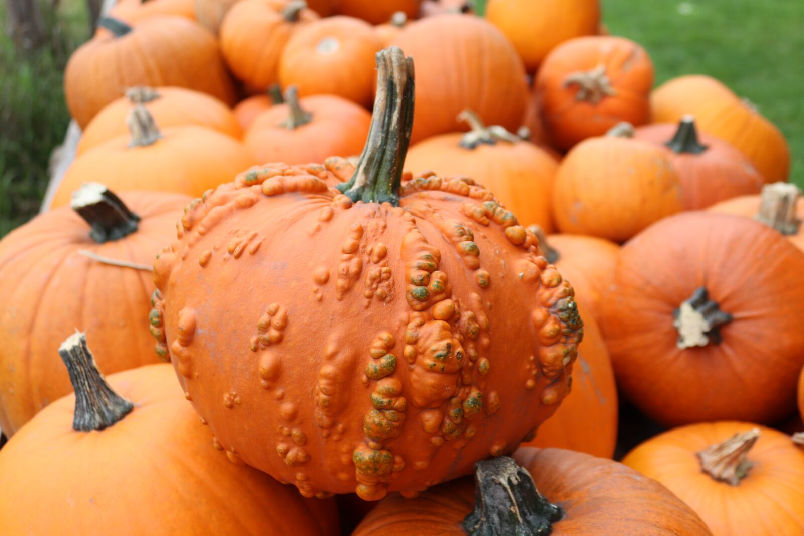 Canon EOS 200D (EOS Rebel SL2 / EOS Kiss X9) sample photo. Pumpkin, autumn, pumpkins autumn photography