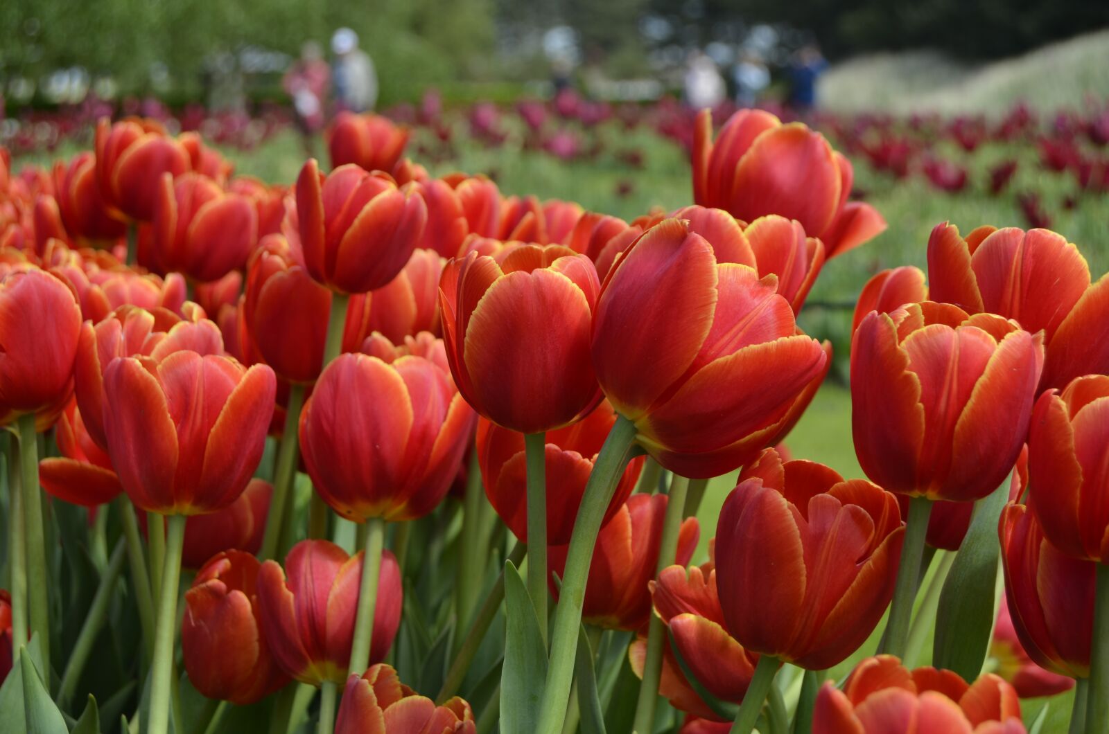 Nikon D5100 sample photo. Flower, tulips, tulip photography