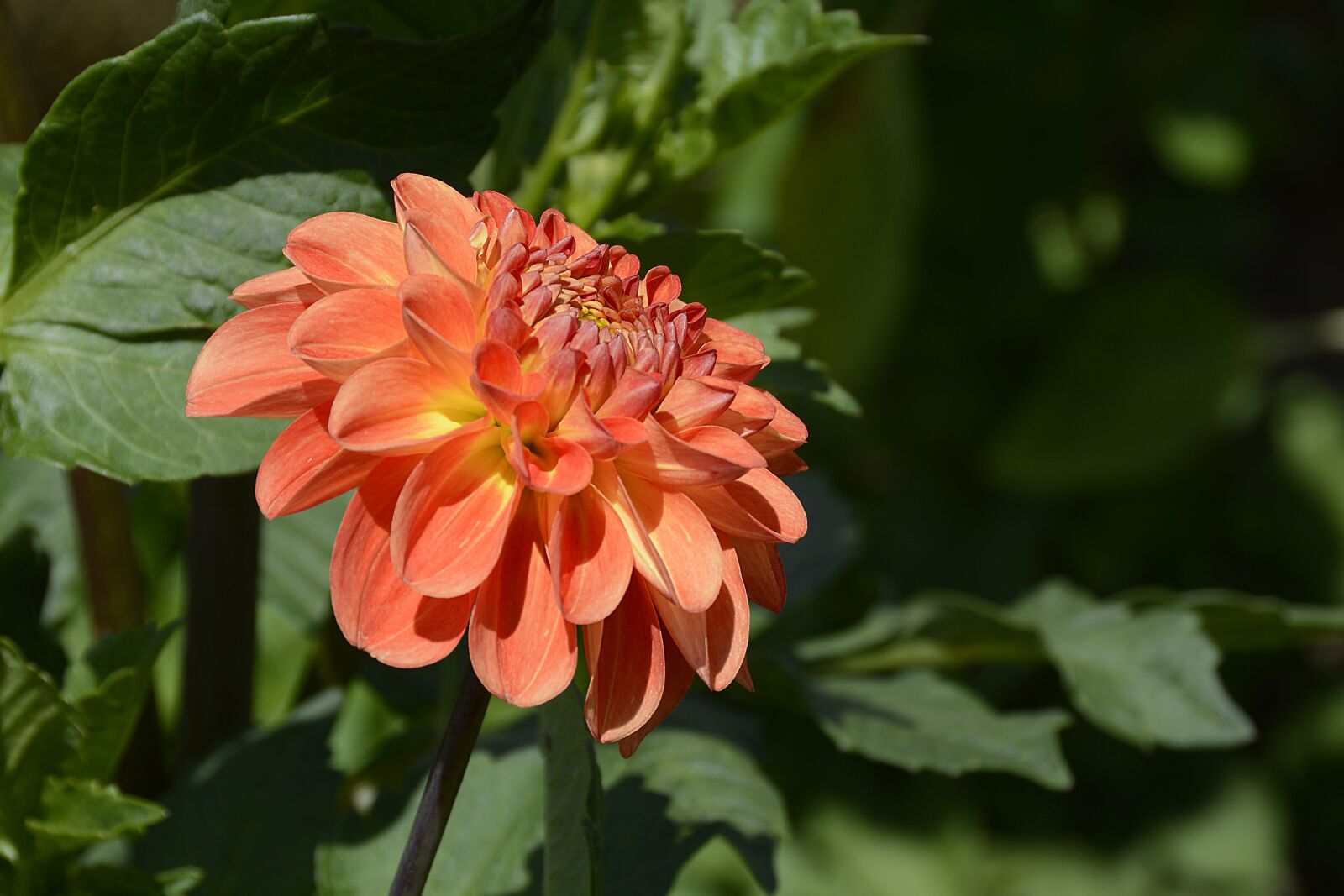 Nikon D7100 sample photo. Dahlia, flower, blossom photography