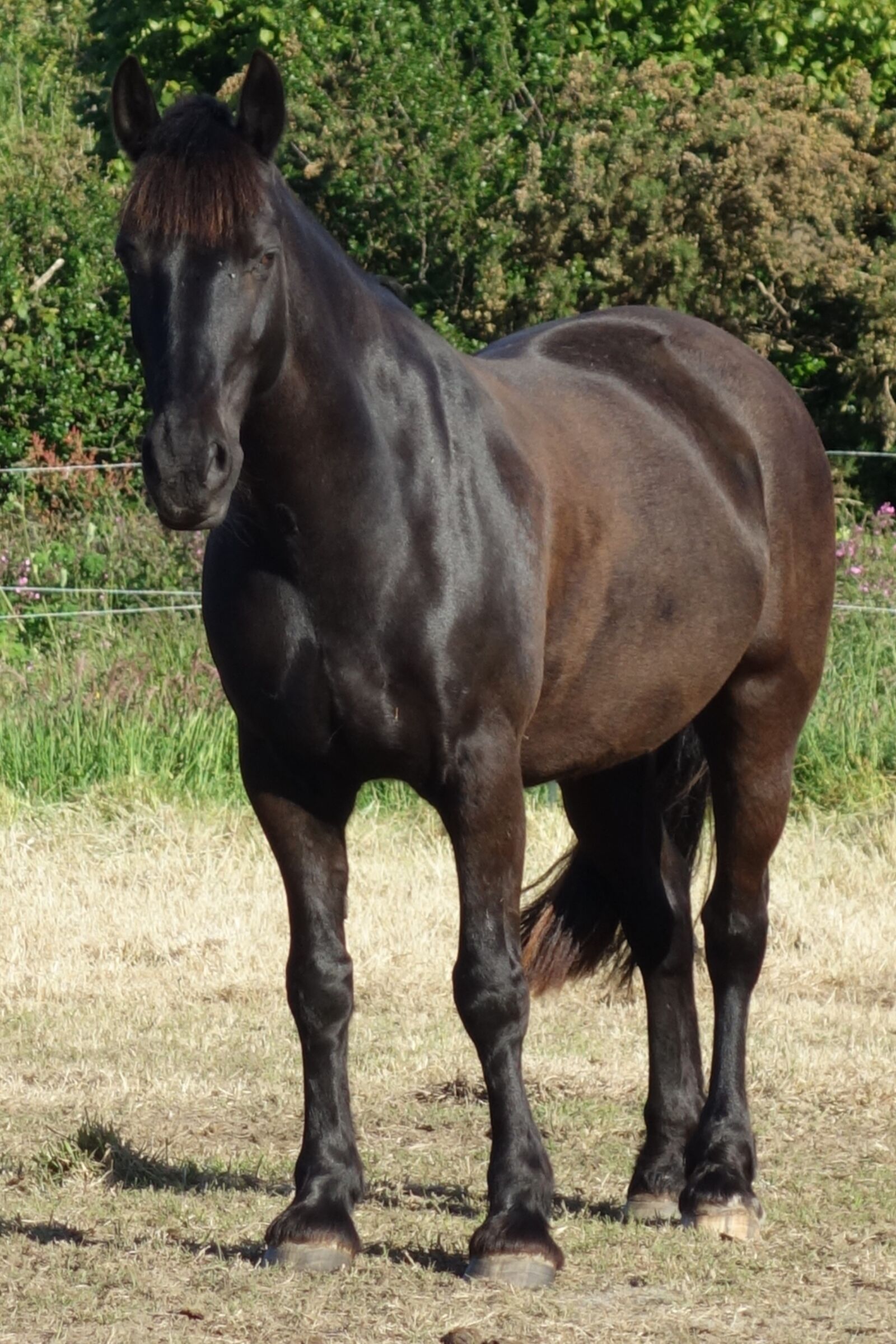 Sony Cyber-shot DSC-RX100 sample photo. Horse, black horse, standing photography