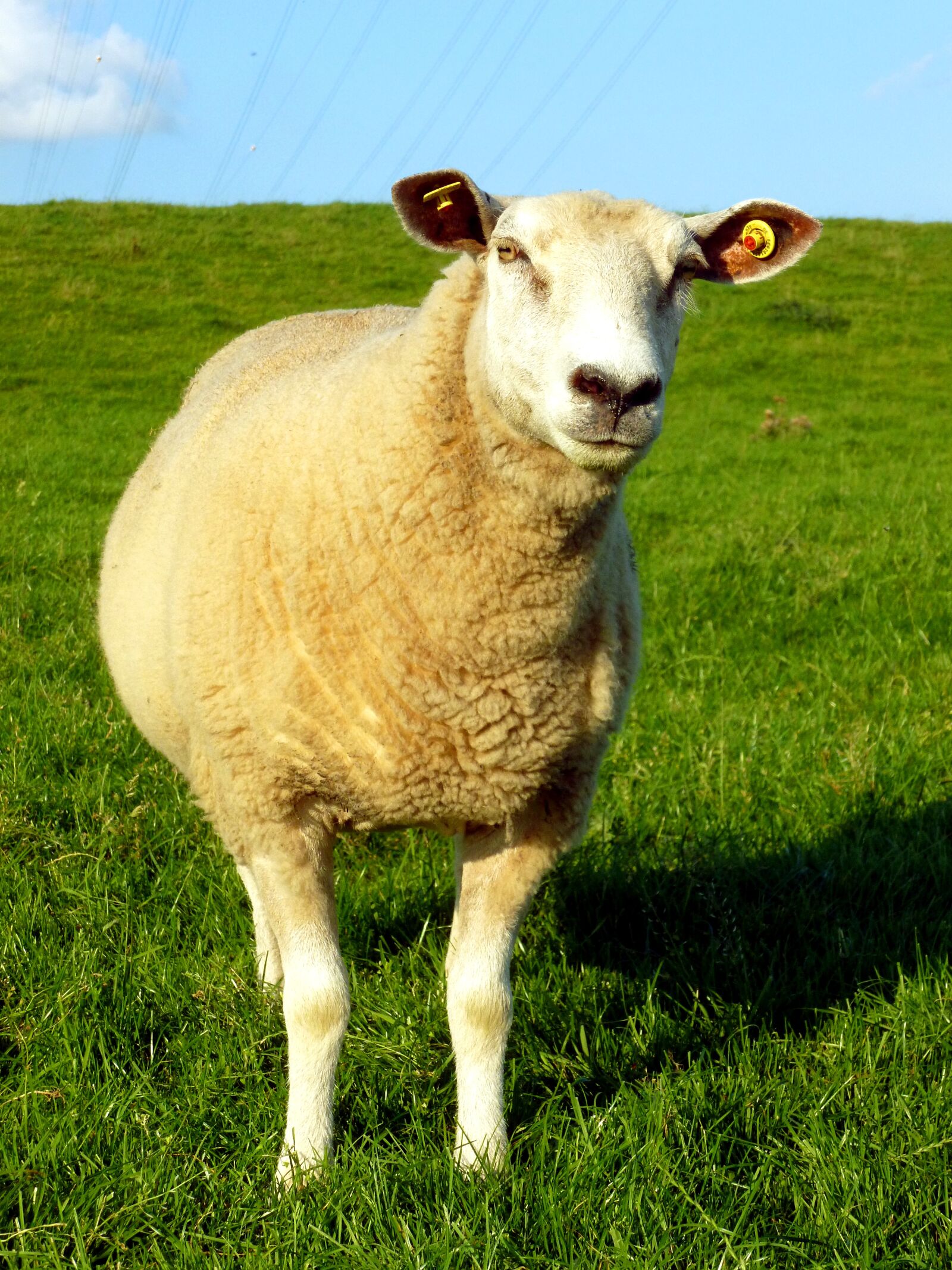 Panasonic DMC-FS37 sample photo. Sheep, livestock, animal photography