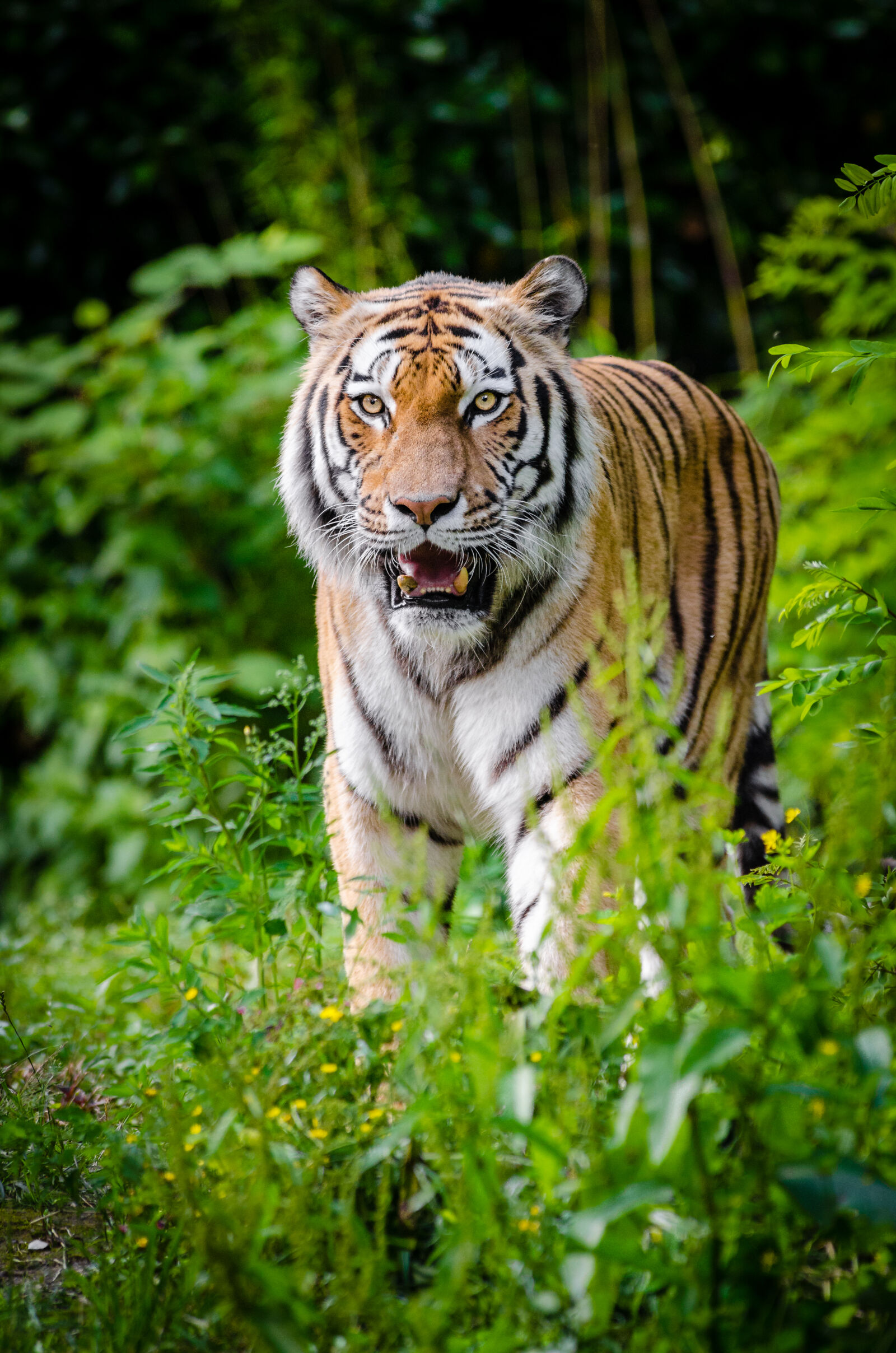 Sigma APO Tele Macro 300mm F4 sample photo. Tiger, walking, on, green photography