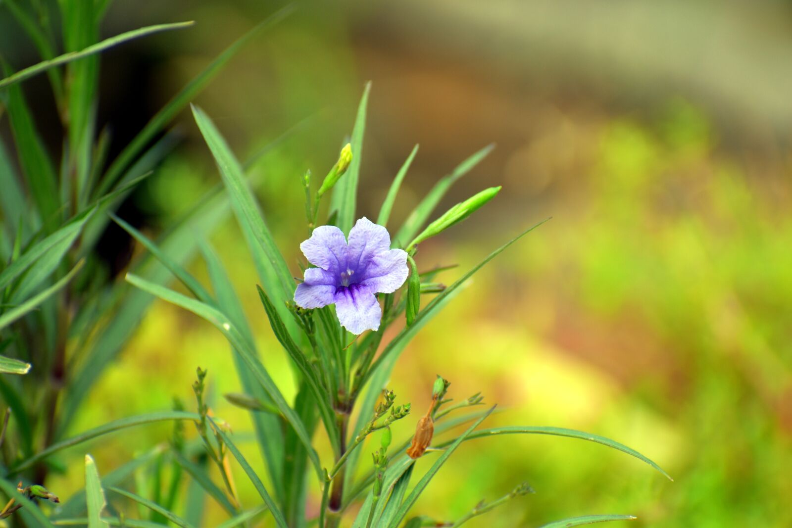 Nikon D5600 sample photo. Coromandel, purple flower, creeping photography