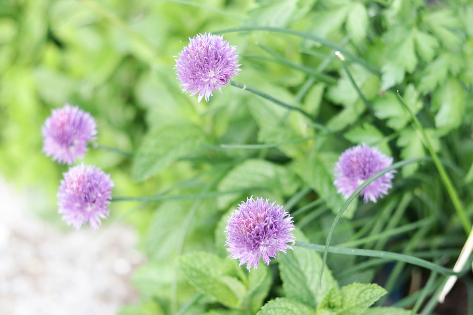 Canon EF 50mm F1.8 STM sample photo. Garlic, green, purple photography