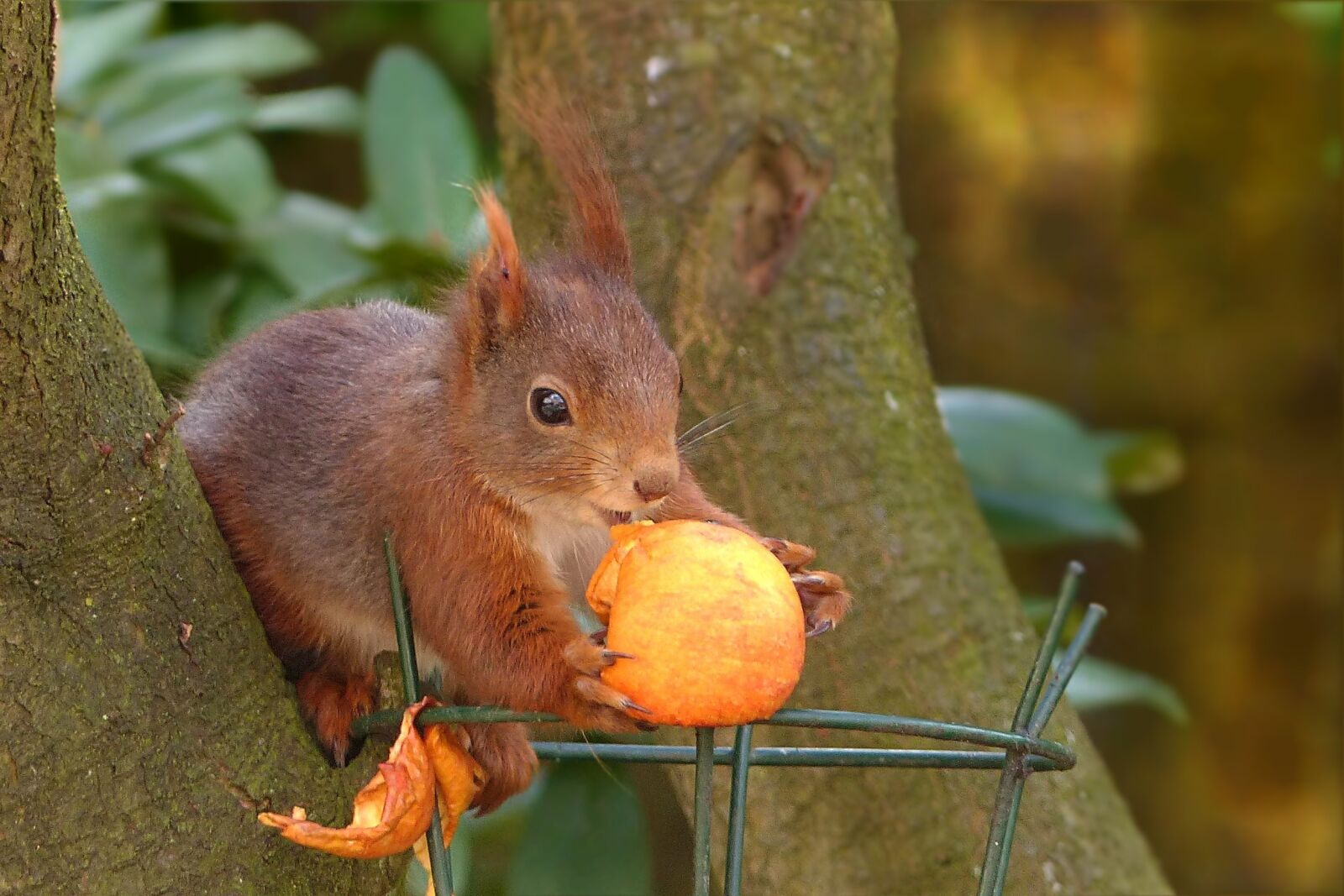 Panasonic Lumix DMC-FZ200 sample photo. Animal, squirrel, sciurus vulgaris photography