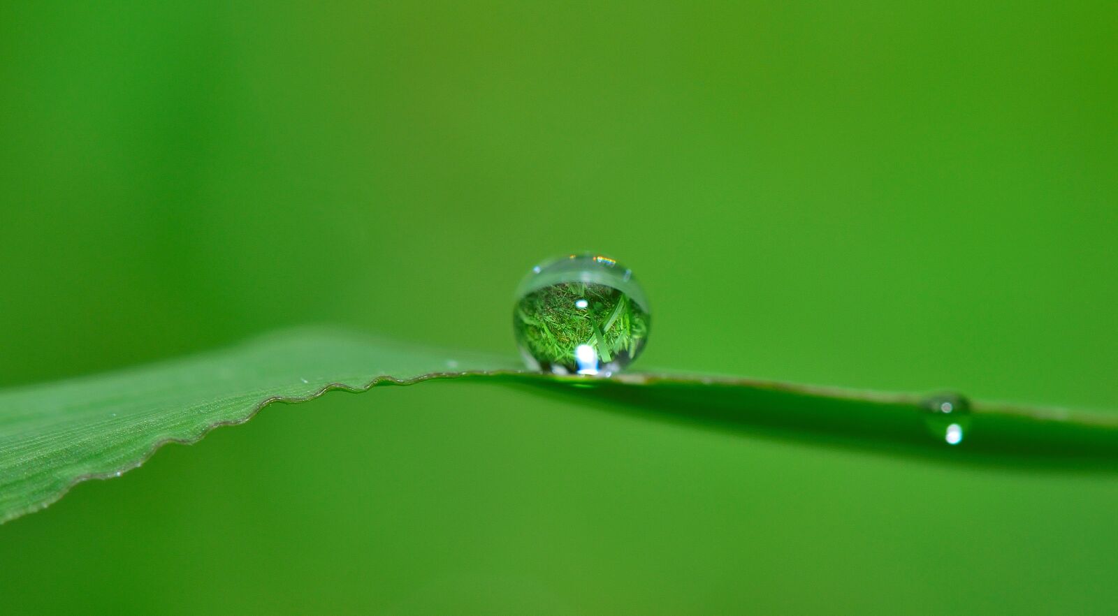 Nikon D5300 sample photo. Drop, water, grass photography