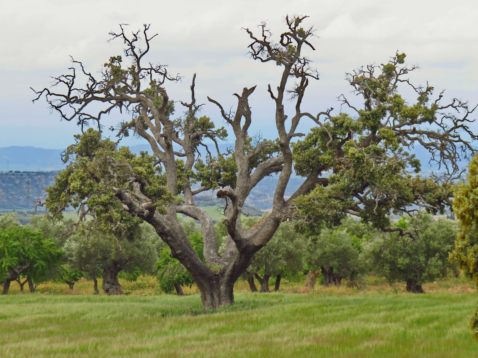 Elder tree. Дуб каменный маквис. Carrasca дерево. Ла-Энсина дерево. Holm Oak.