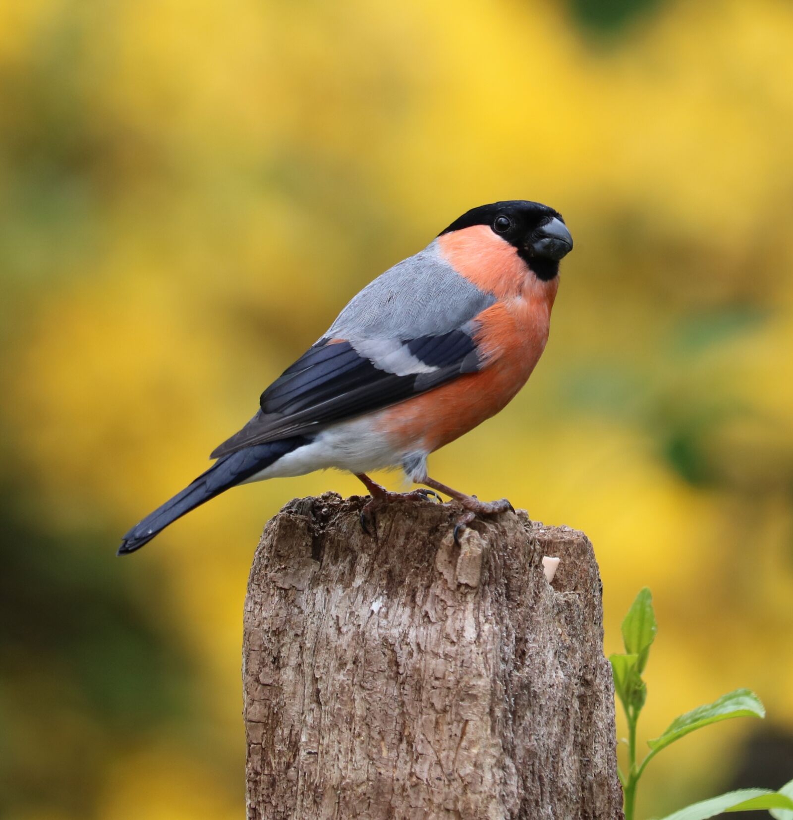 Canon EOS 750D (EOS Rebel T6i / EOS Kiss X8i) sample photo. Bullfinch, song bird, bird photography