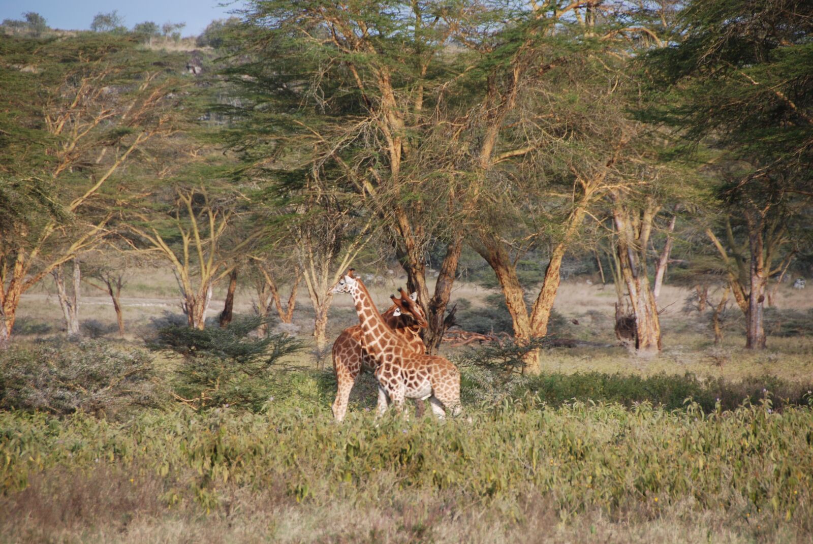 Nikon D80 sample photo. Giraffe, kenya, africa photography