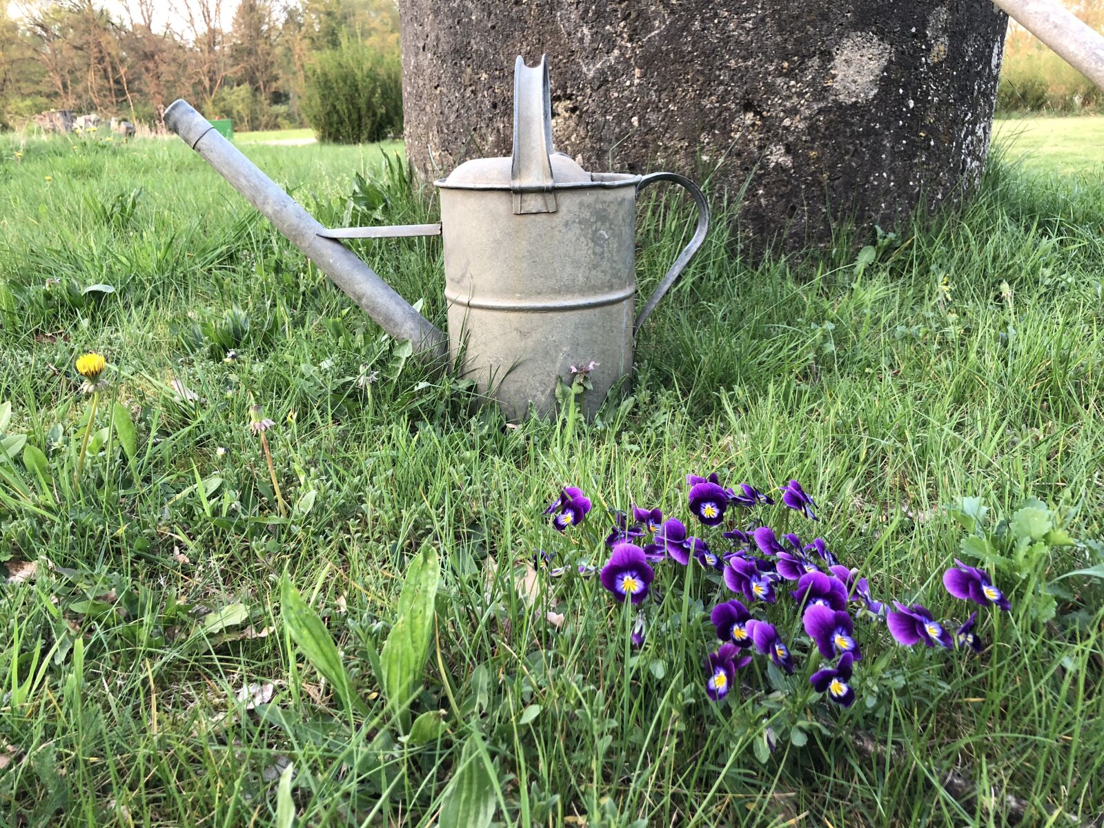Apple iPhone 8 Plus sample photo. Watering can, violets, flowers photography