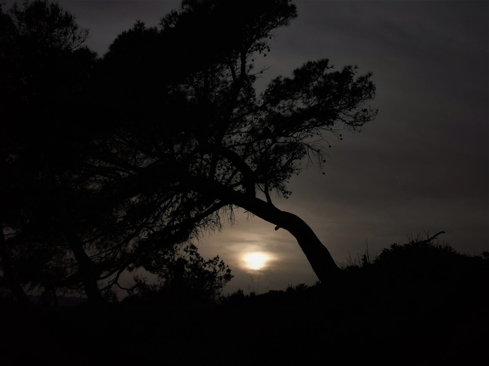 HUAWEI P30 Pro sample photo. Forest, dark, night photography
