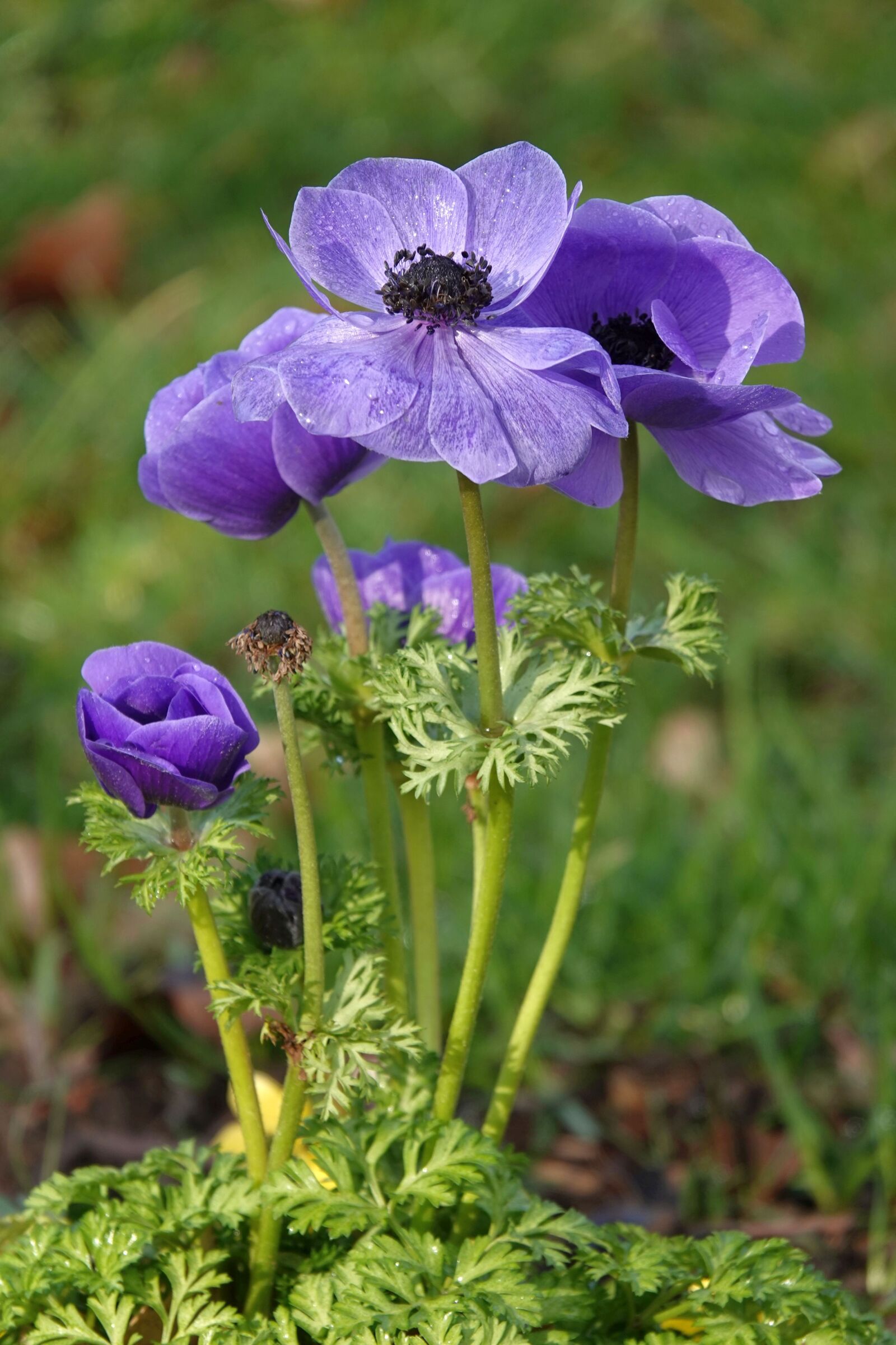 Sony Cyber-shot DSC-RX10 IV sample photo. Flower, purple, close up photography