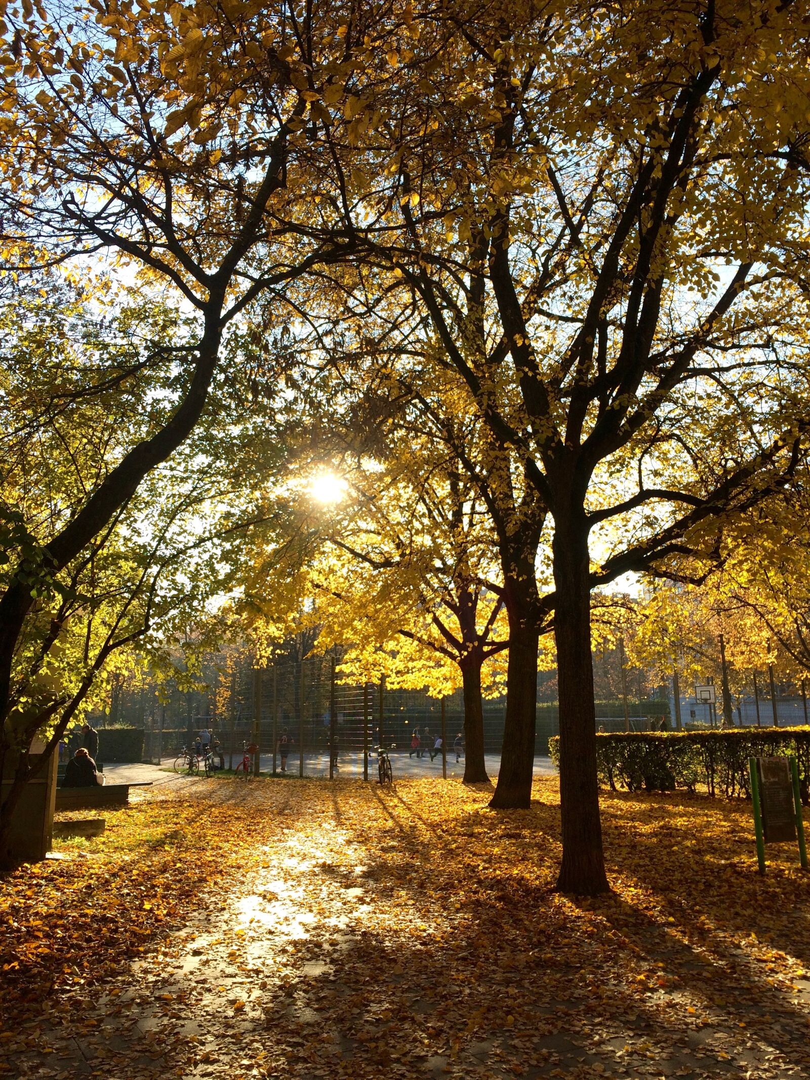iPhone 5s back camera 4.15mm f/2.2 sample photo. Autumn, trees, light photography