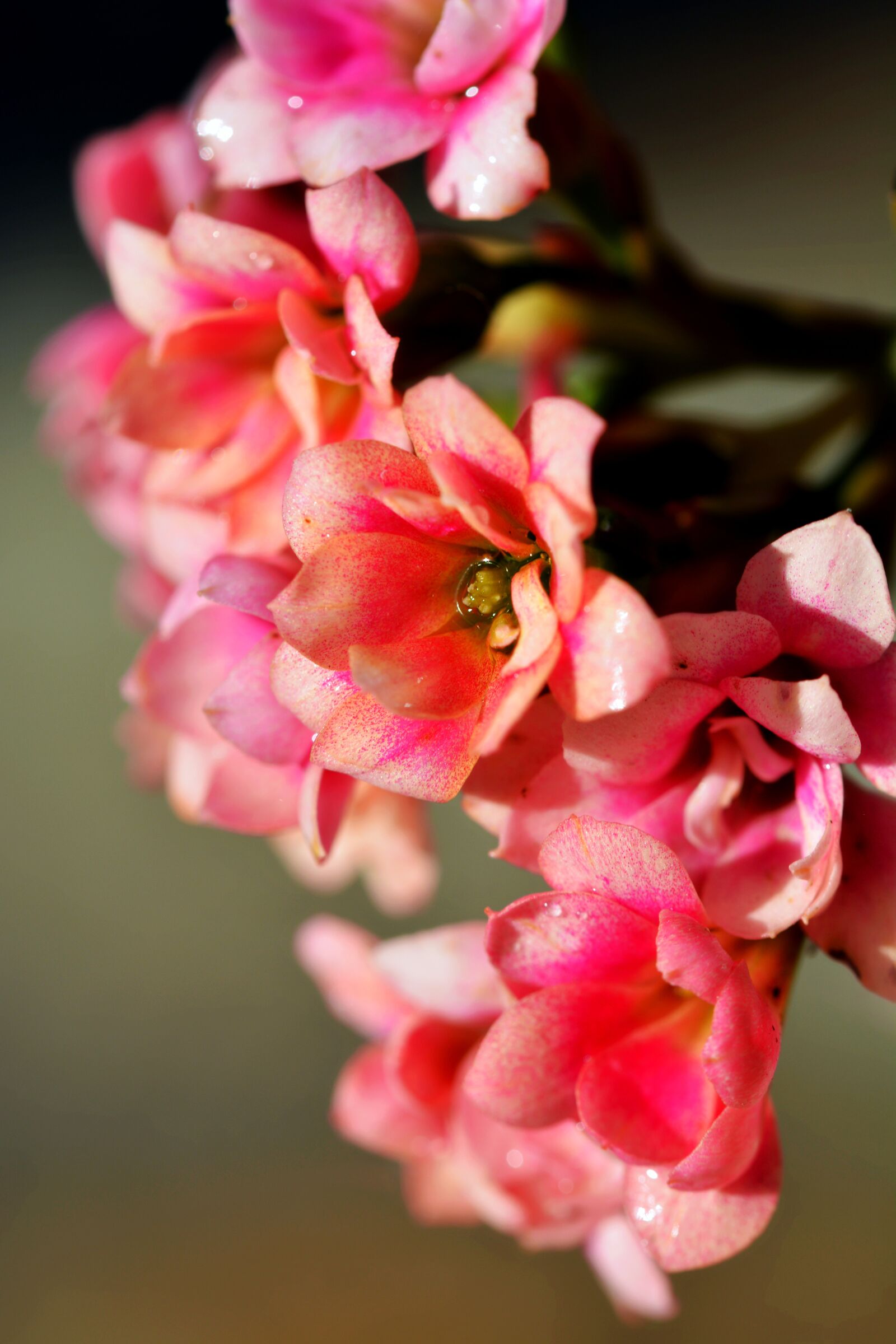 Nikon D5200 sample photo. Flower, flowers, spring photography
