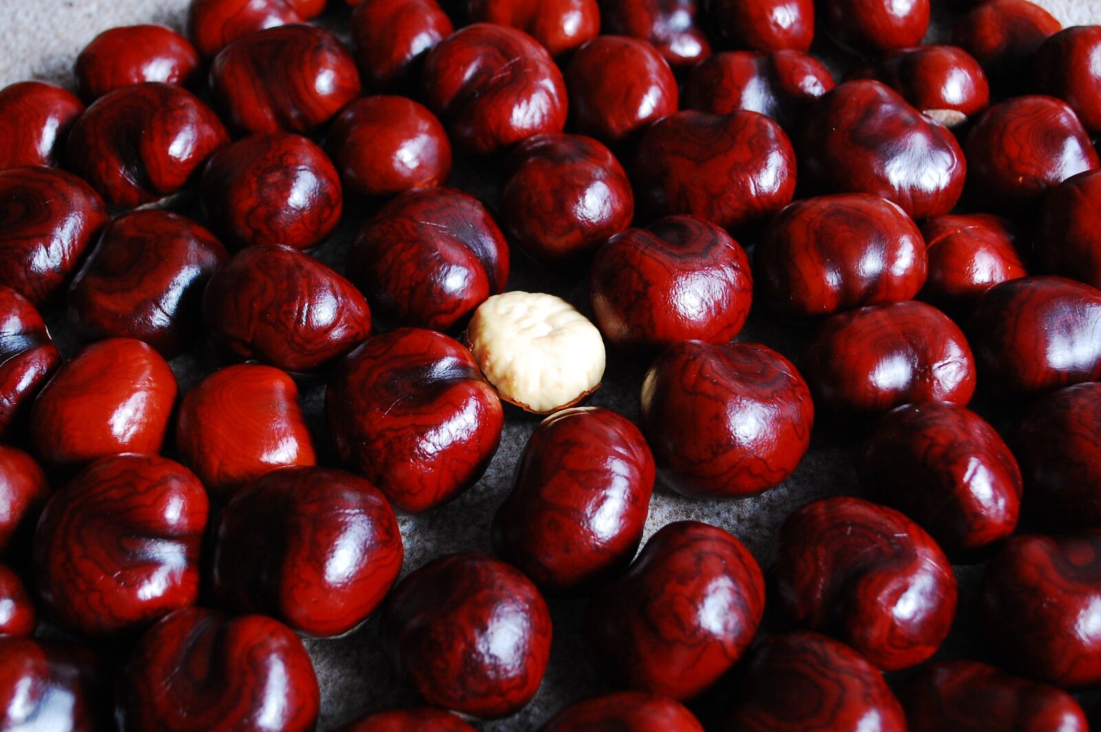 Nikon D40 sample photo. Chestnut, nuts, still life photography