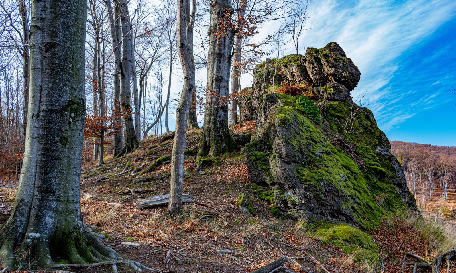 Nikon D5300 sample photo. Forest, trees, rocks photography