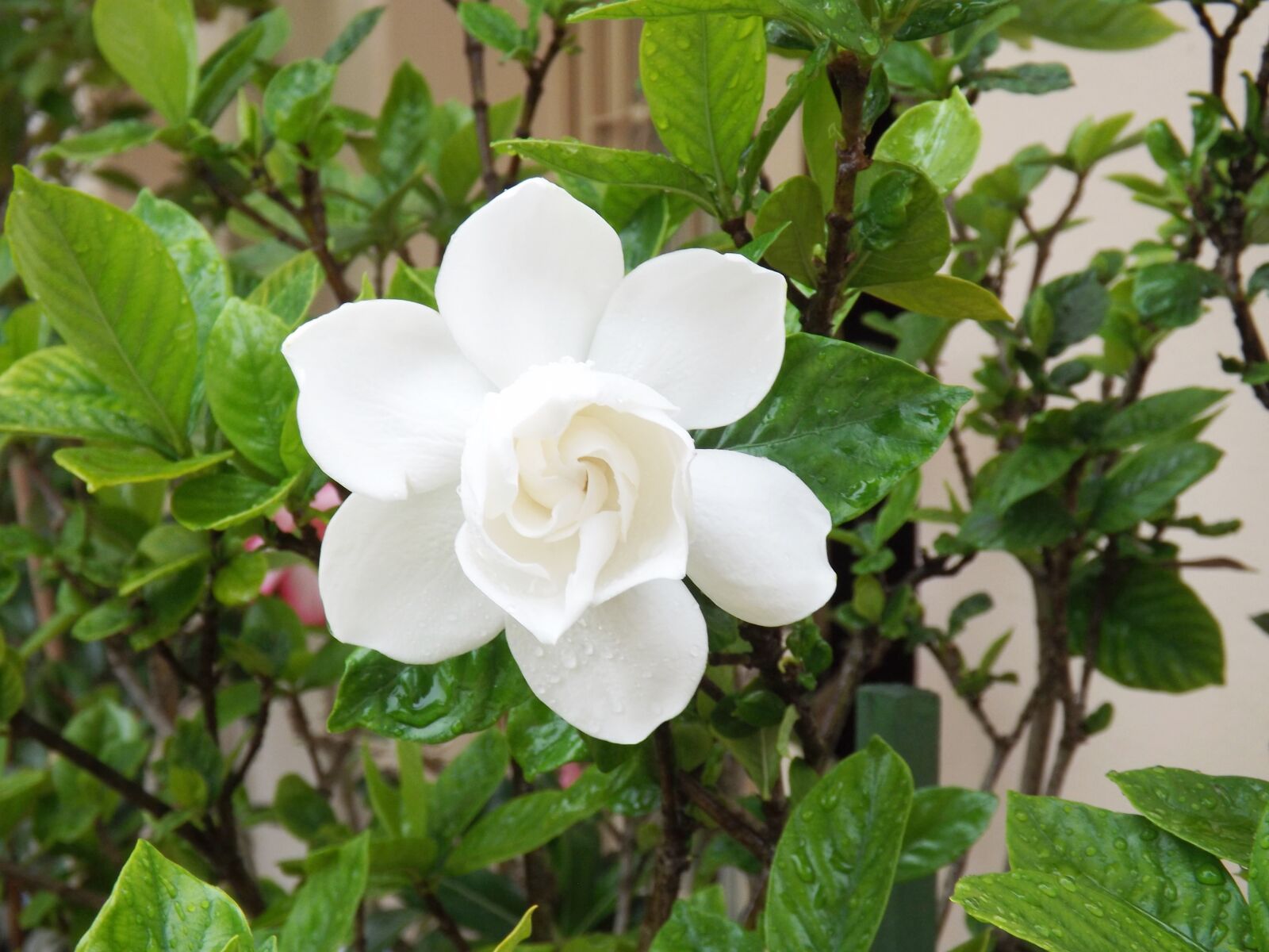 Fujifilm FinePix S4250/Walmart sample photo. Flower, gardenia, white photography