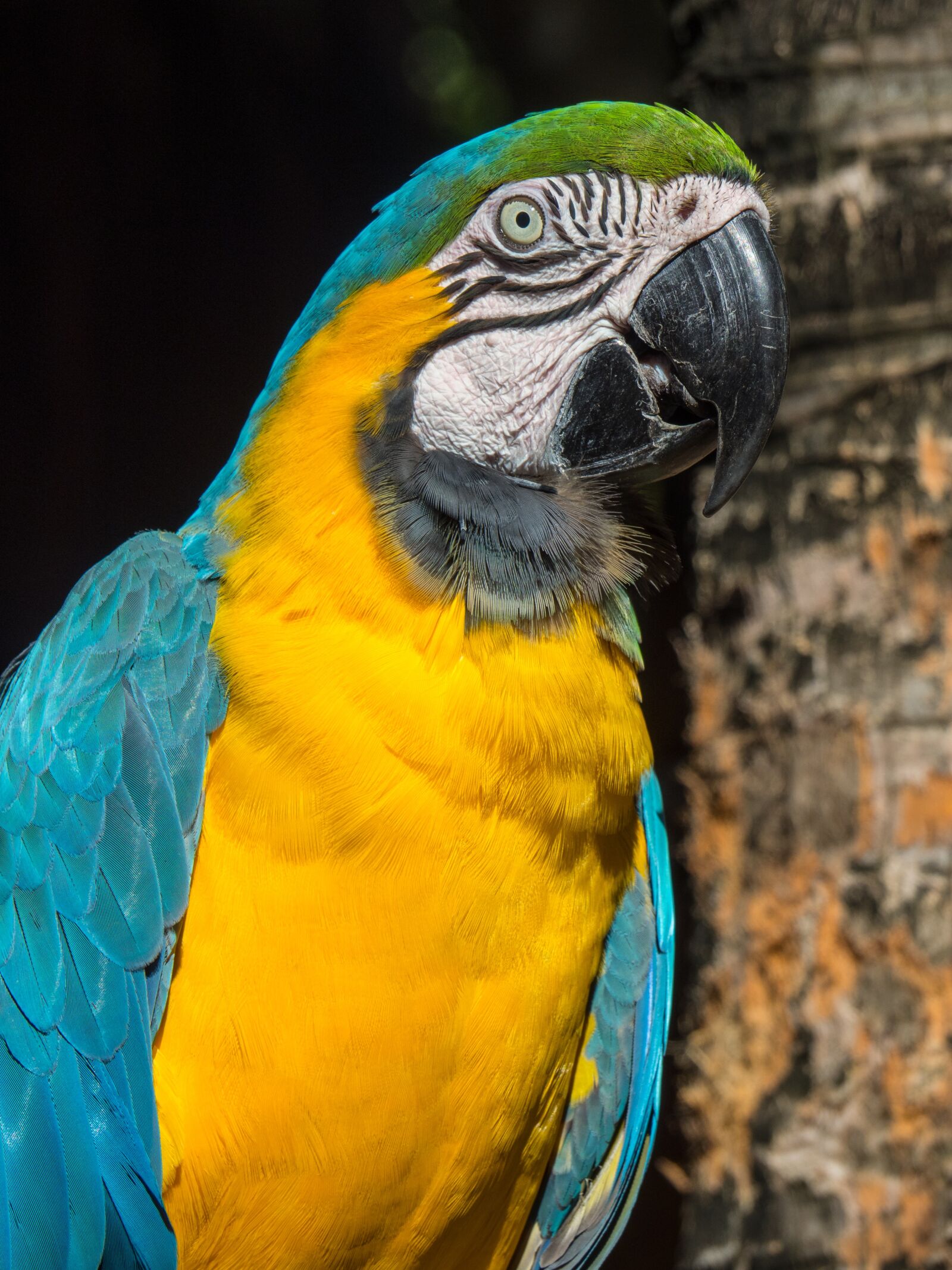 Olympus OM-D E-M1 Mark II sample photo. Parrot, colorful, tropical photography