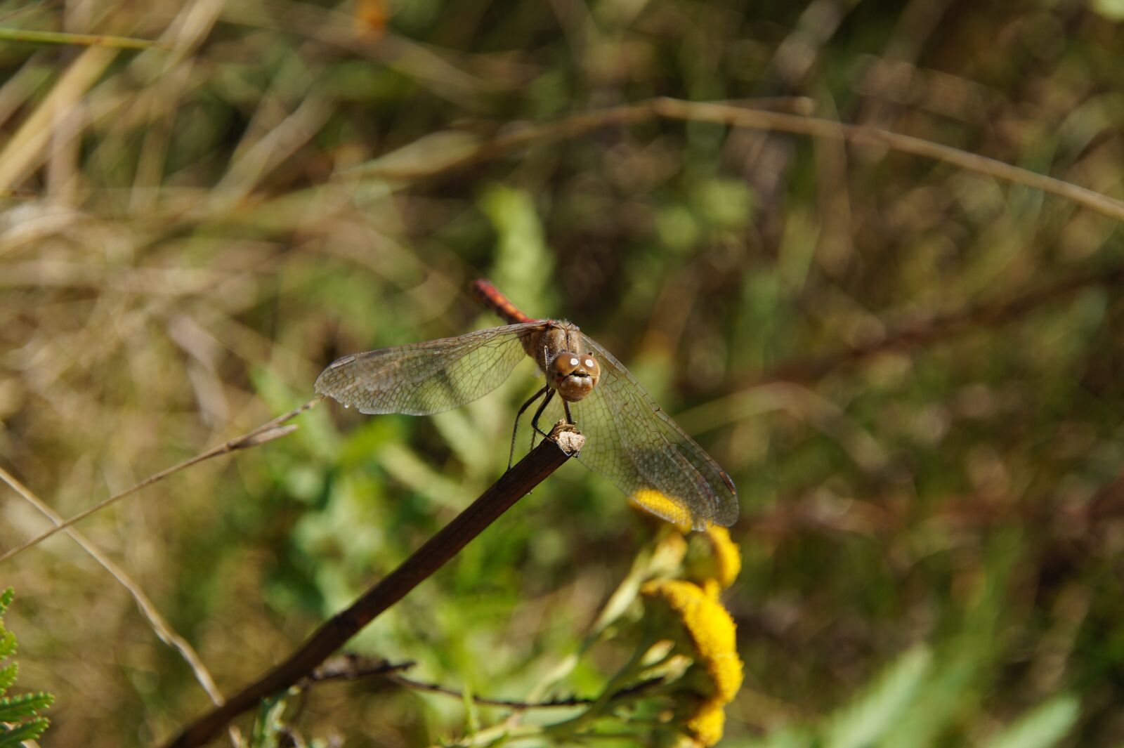 Sony SLT-A58 sample photo. Dragonfly, insect, animal photography