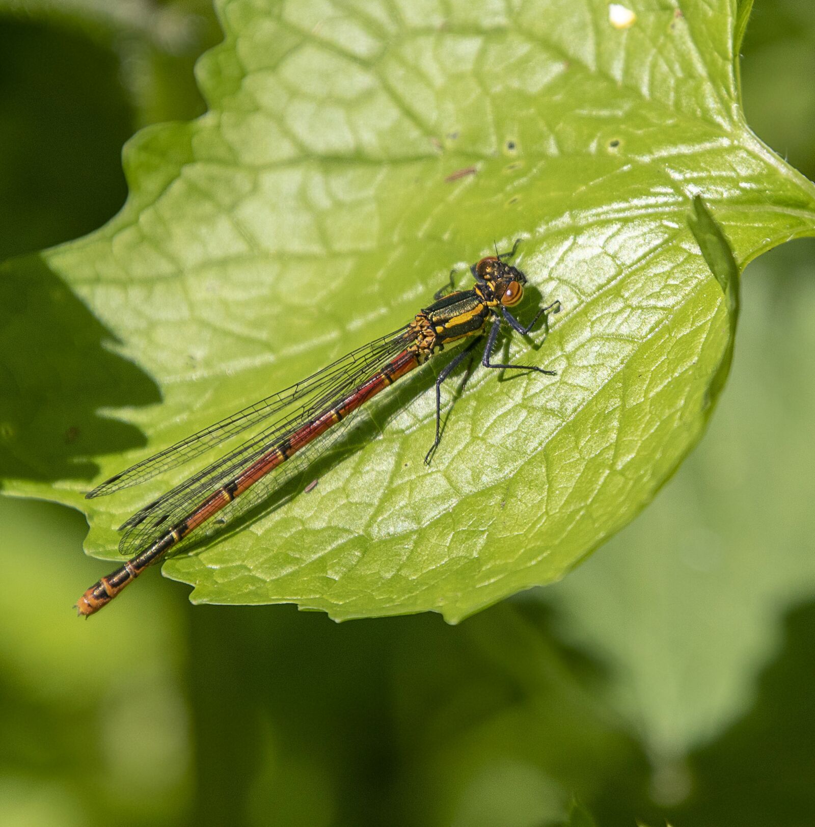 Sigma 100-400mm F5-6.3 DG OS HSM sample photo. Damselfly, red, wings photography