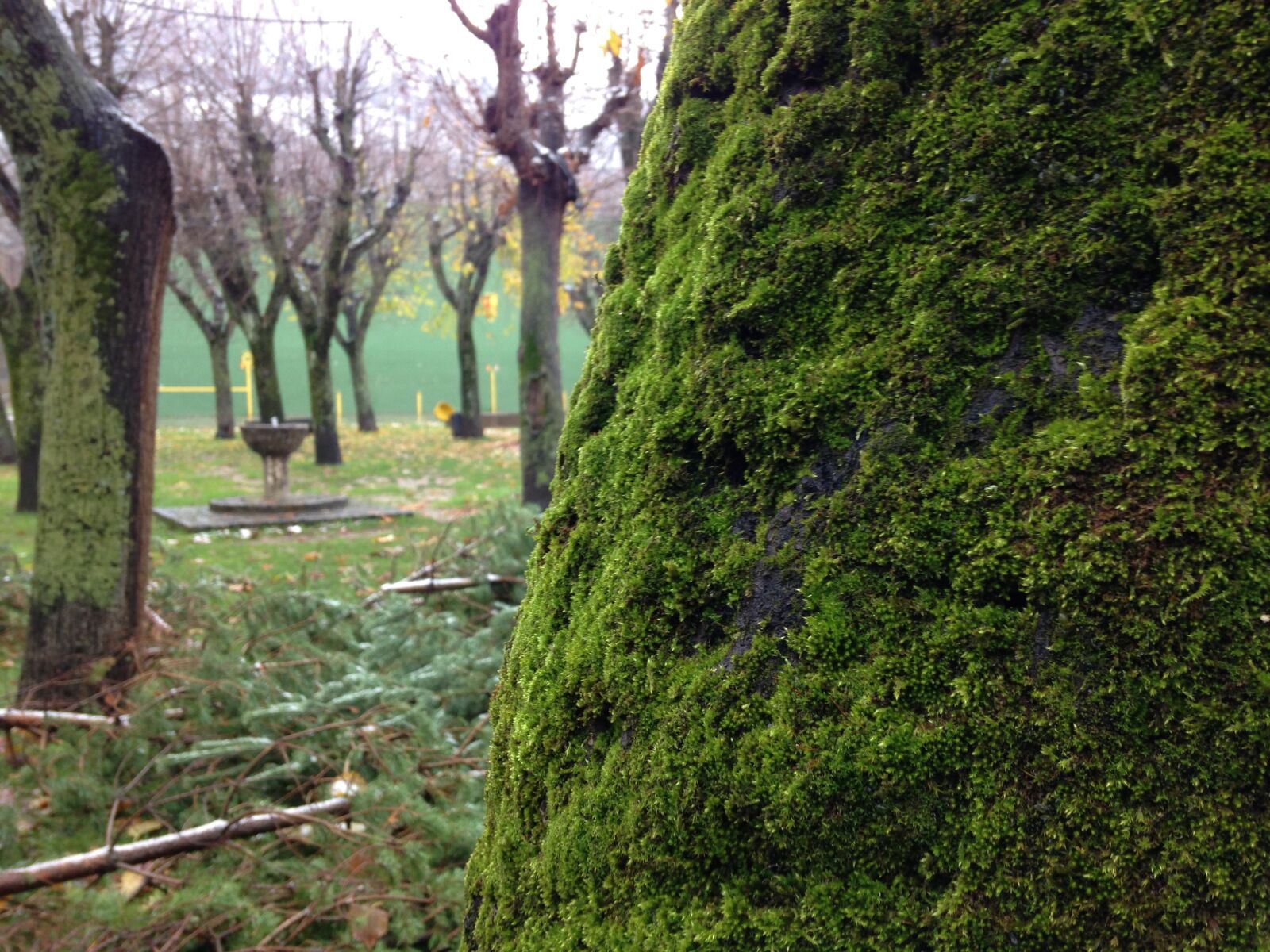 iPhone 5 back camera 4.12mm f/2.4 sample photo. Moss, trees, autumn photography