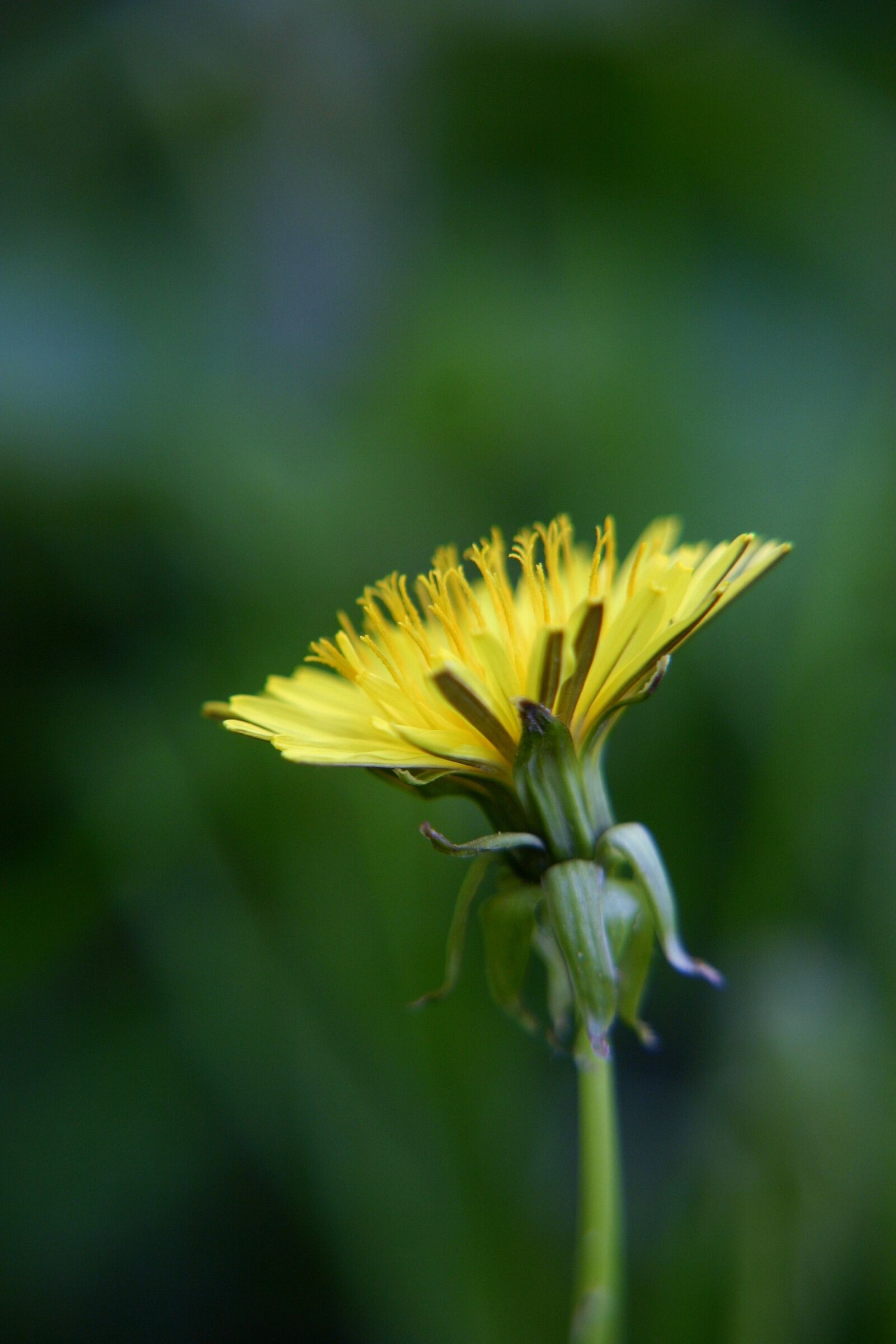 Canon EOS 300D (EOS Digital Rebel / EOS Kiss Digital) sample photo. Dandelion, macro, yellow photography
