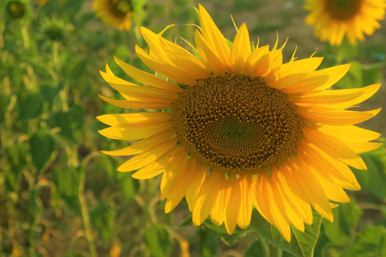 Canon PowerShot G7 X sample photo. Flower, sunflower, summer photography