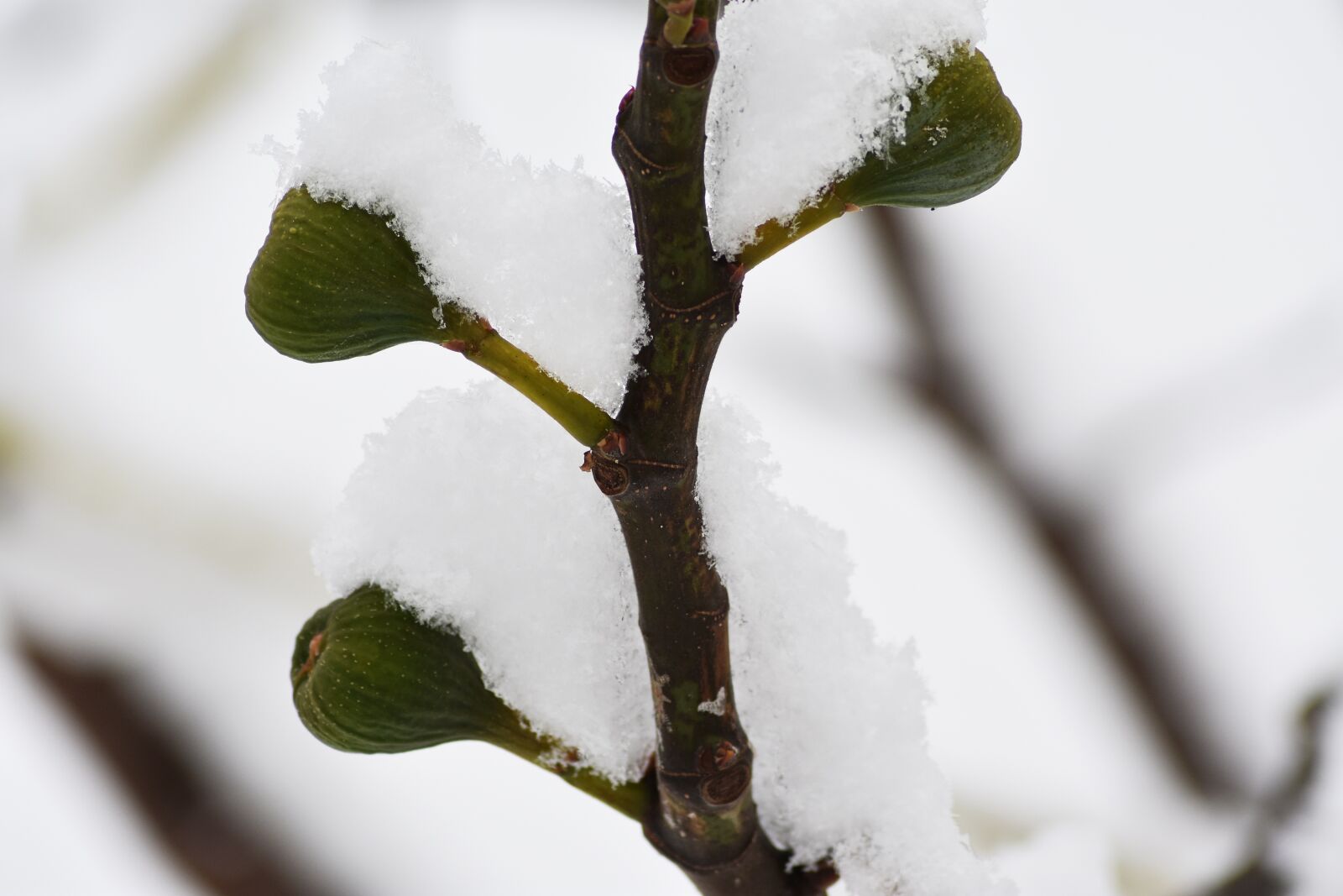 Nikon D3400 sample photo. Fig, winter, snow photography
