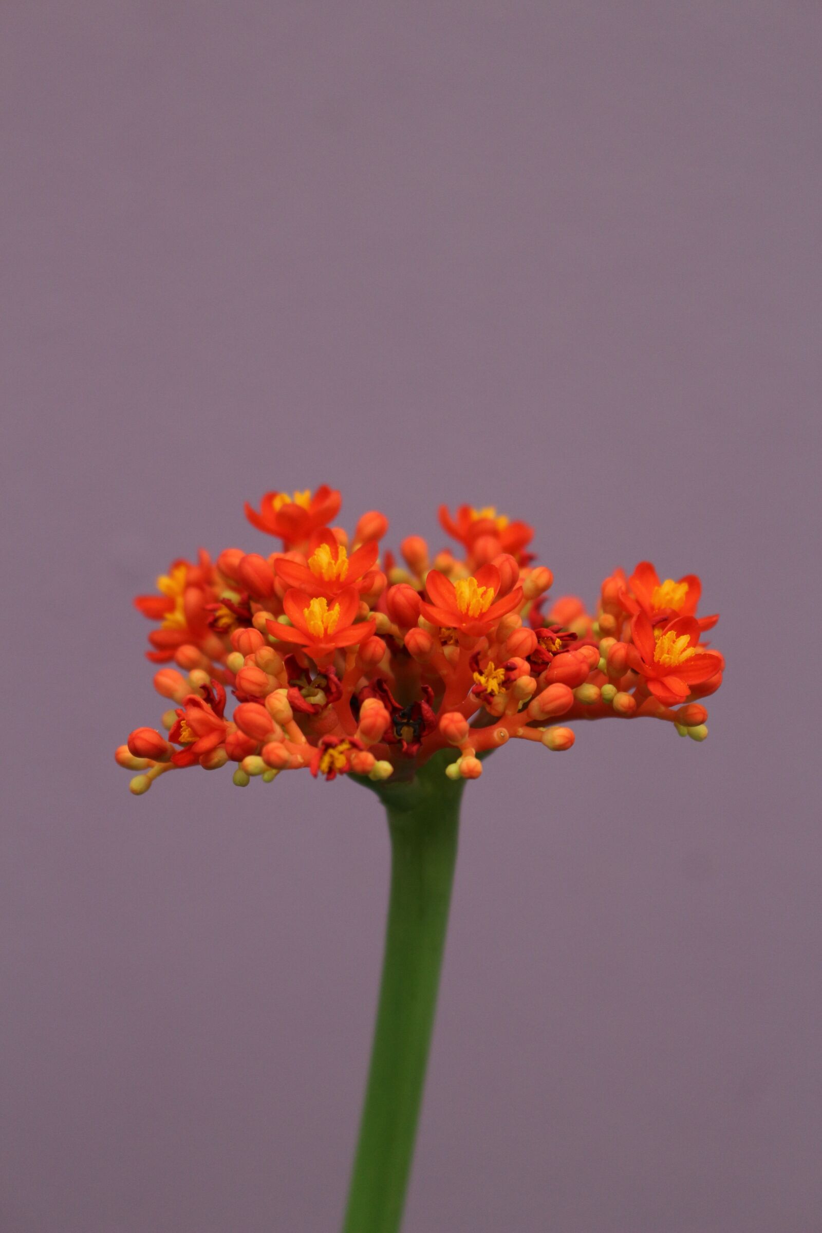 Canon EOS 100D (EOS Rebel SL1 / EOS Kiss X7) sample photo. Flower, nature, plant photography